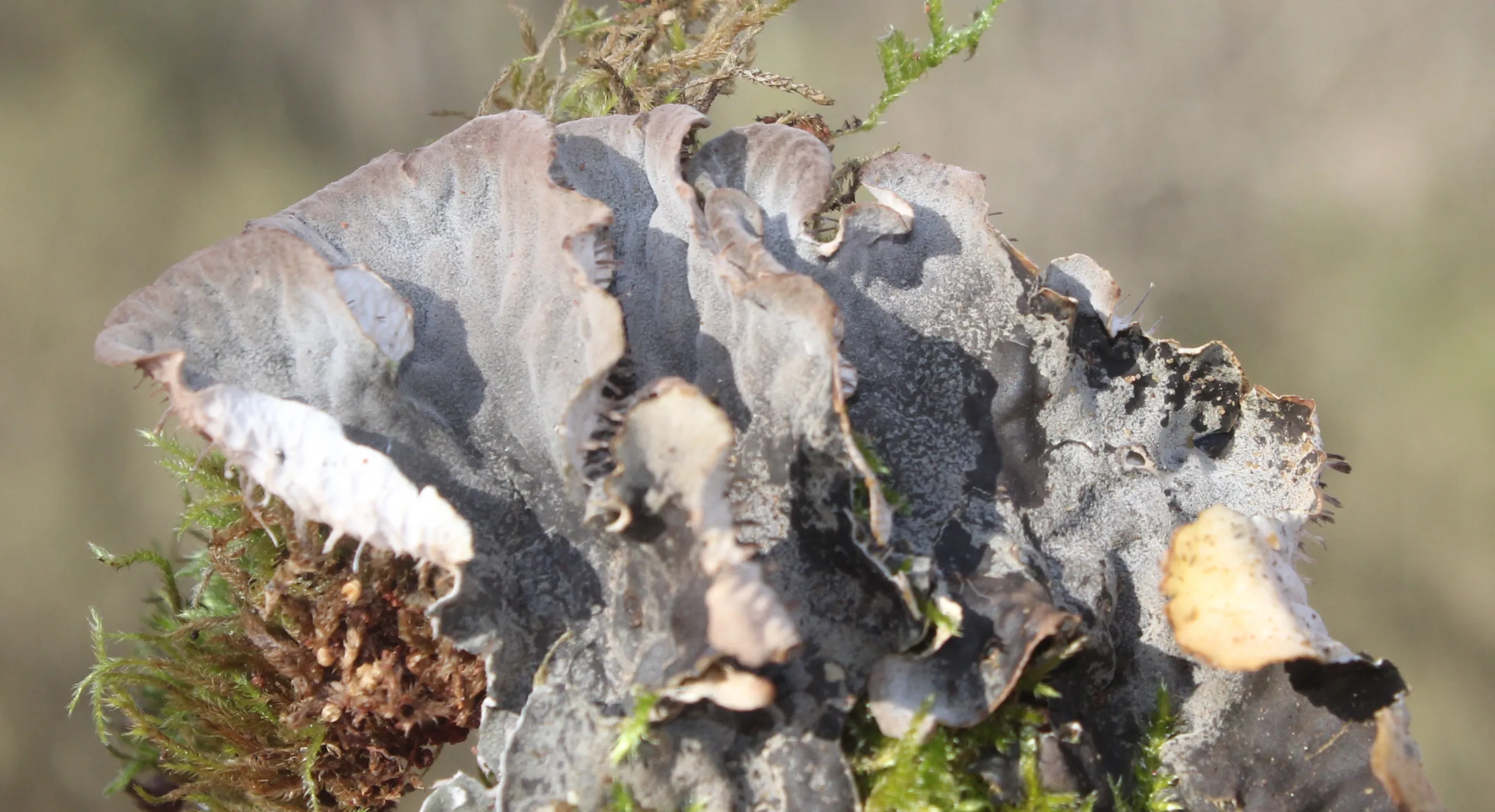 Peltigera horizontalis