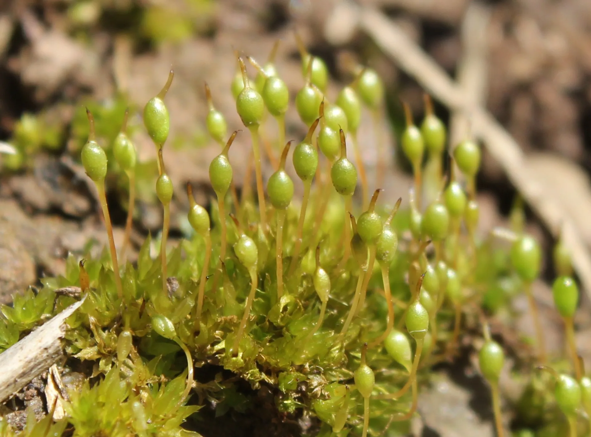 Physcomitrium pyriforme