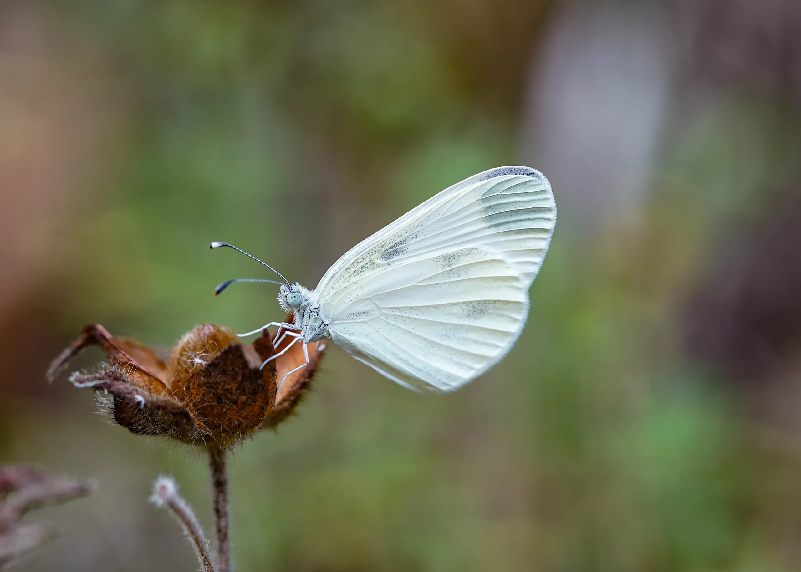 Pieris rapae