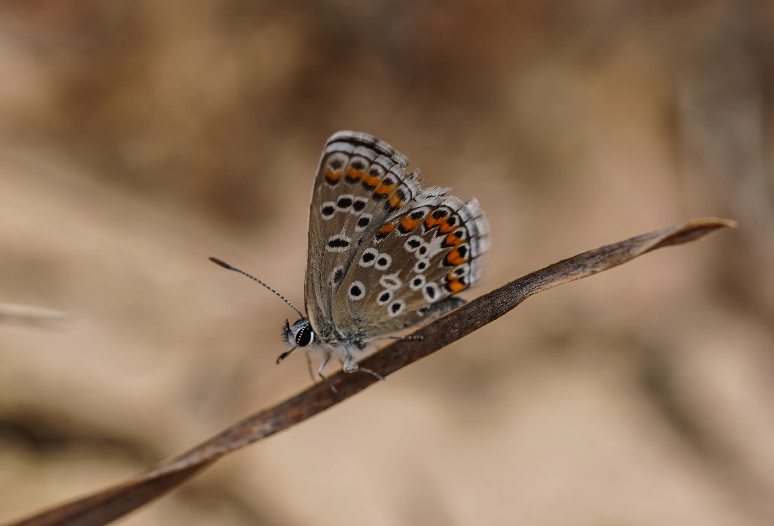Polyommatus anteros