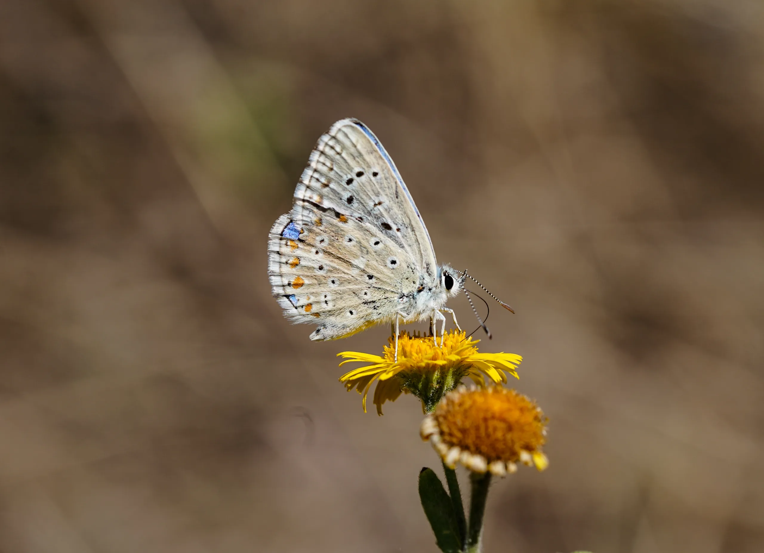 Polyommatus bellargus