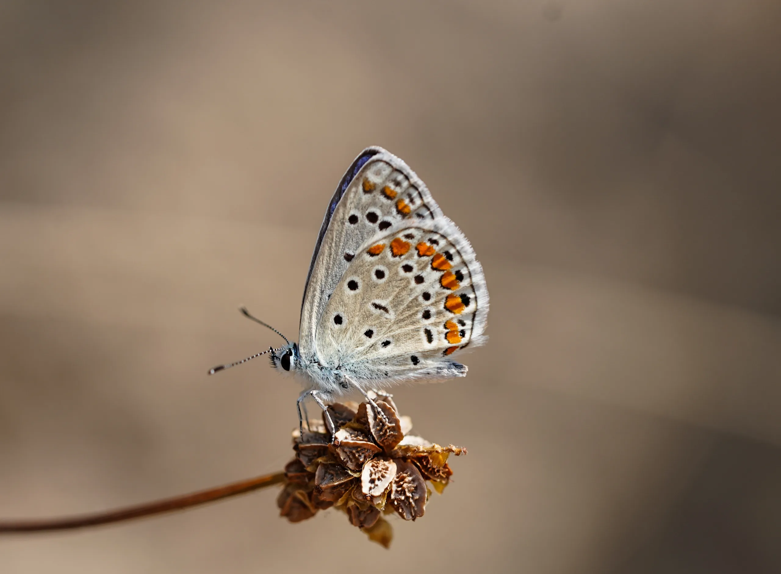 Polyommatus icarus