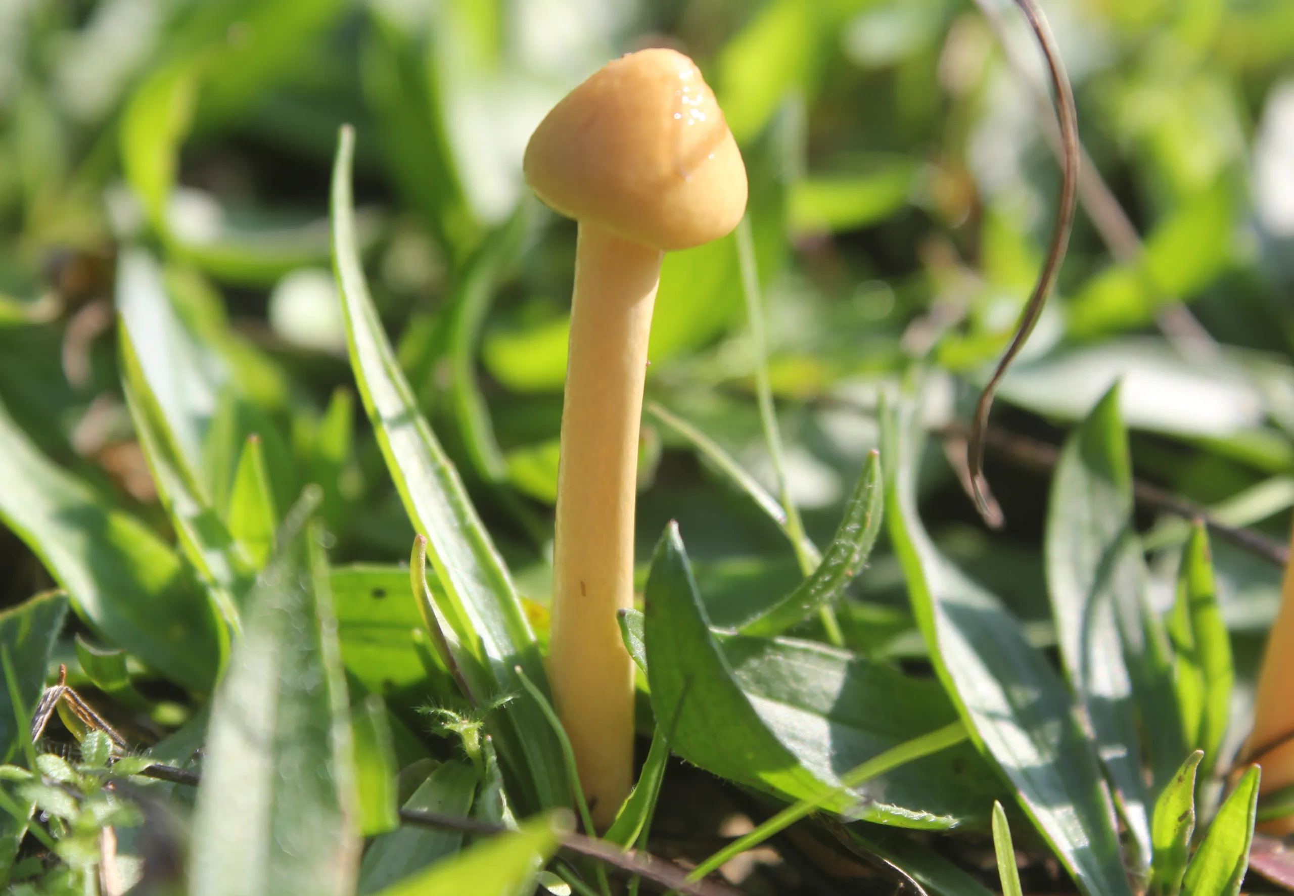 Protostropharia semiglobata