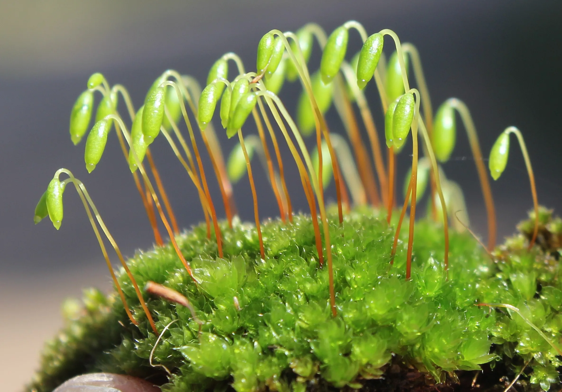 Ptychostomum capillare