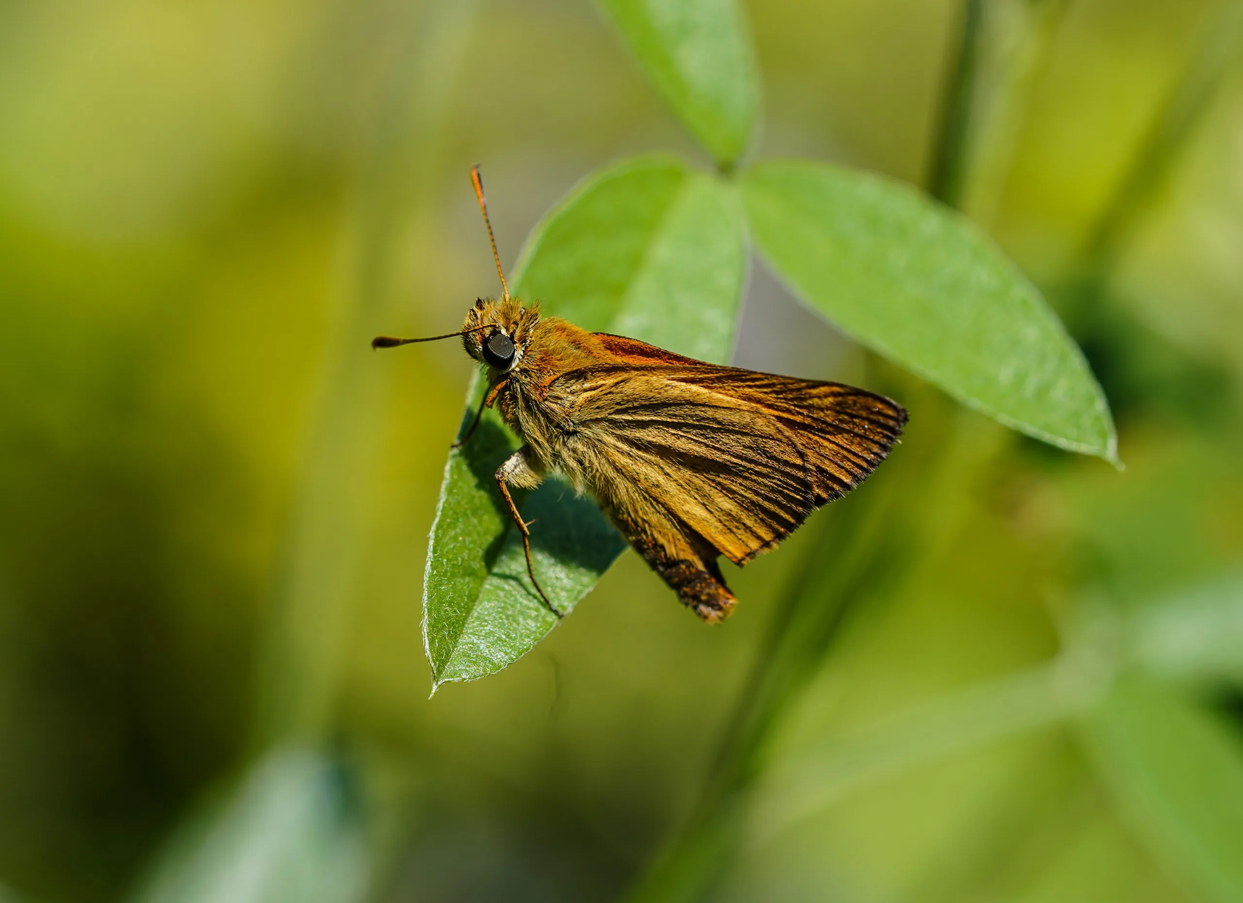 Thymelicus sylvestris