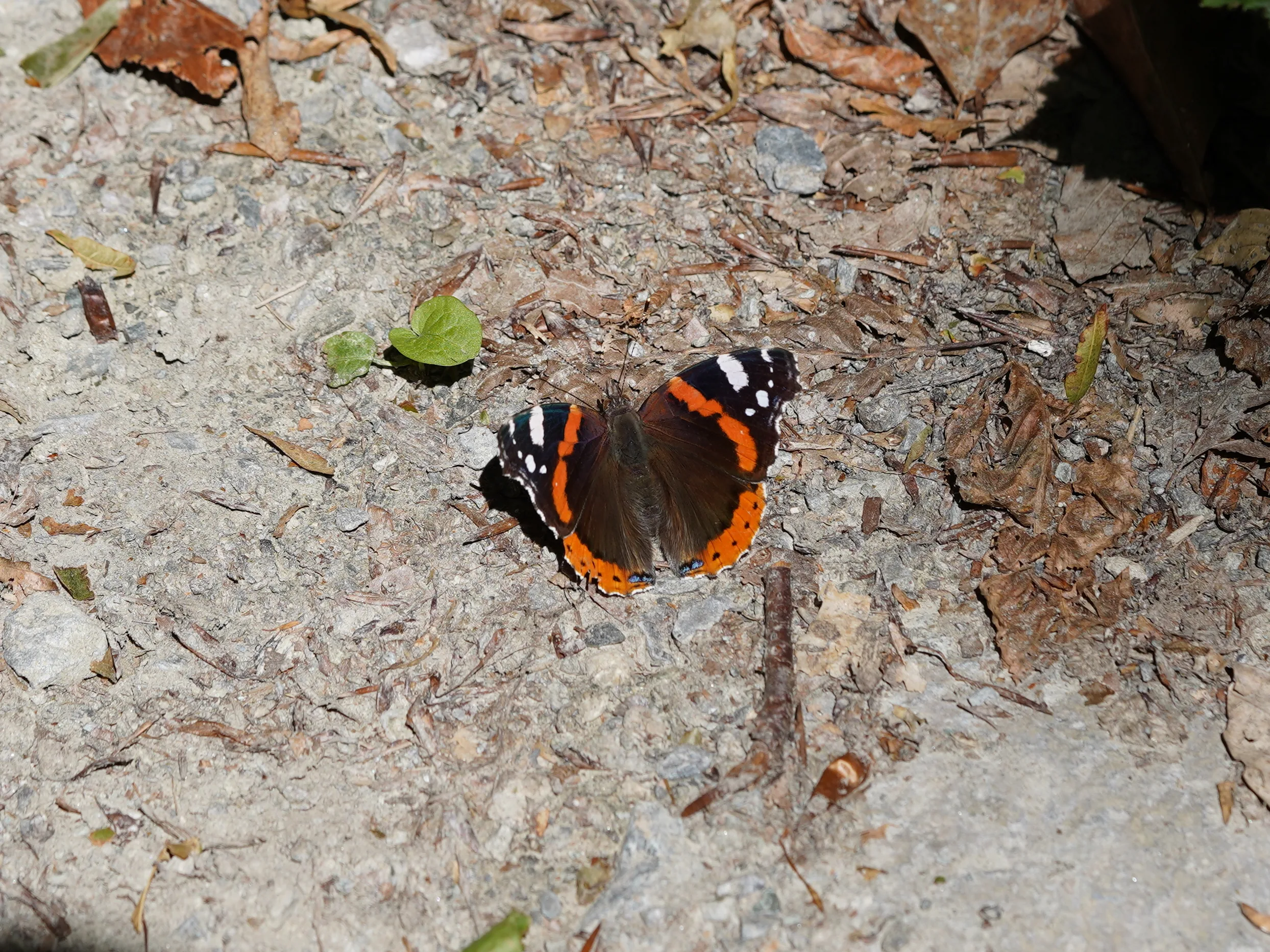 Vanessa atalanta