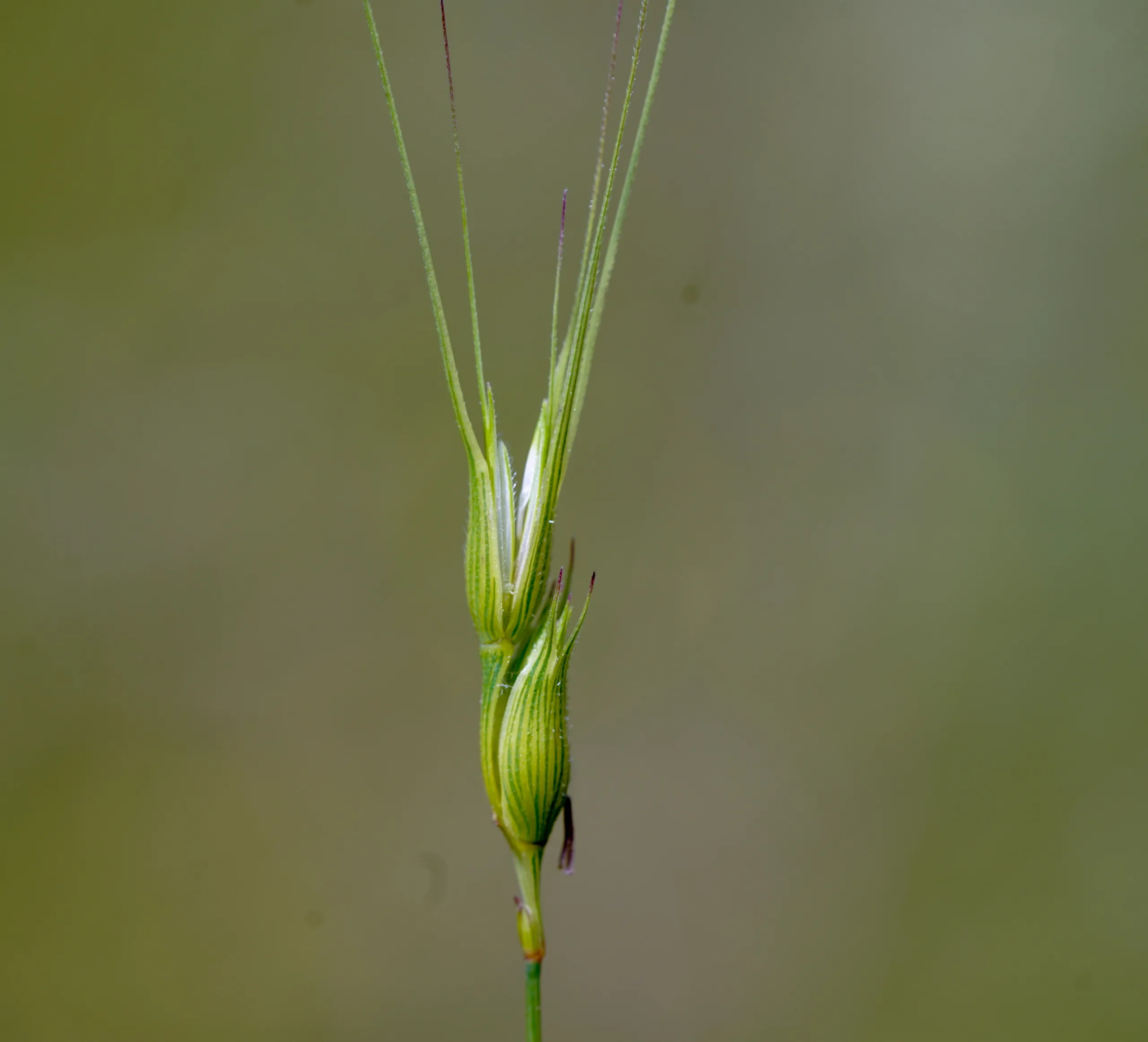 Aegilops comosa subsp. heldreichii (Ergene kılçığı)