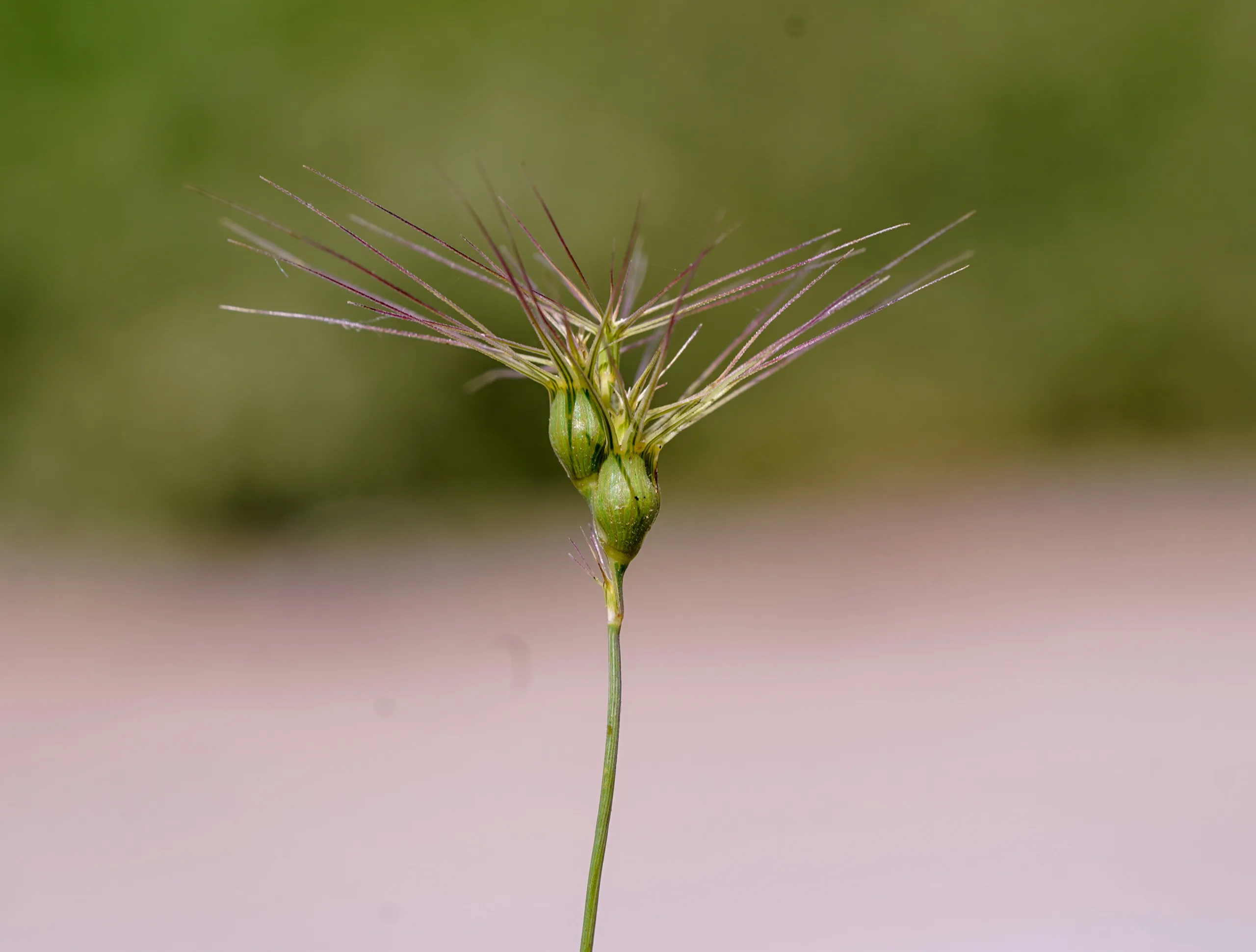 Aegilops geniculata (Konbaş)
