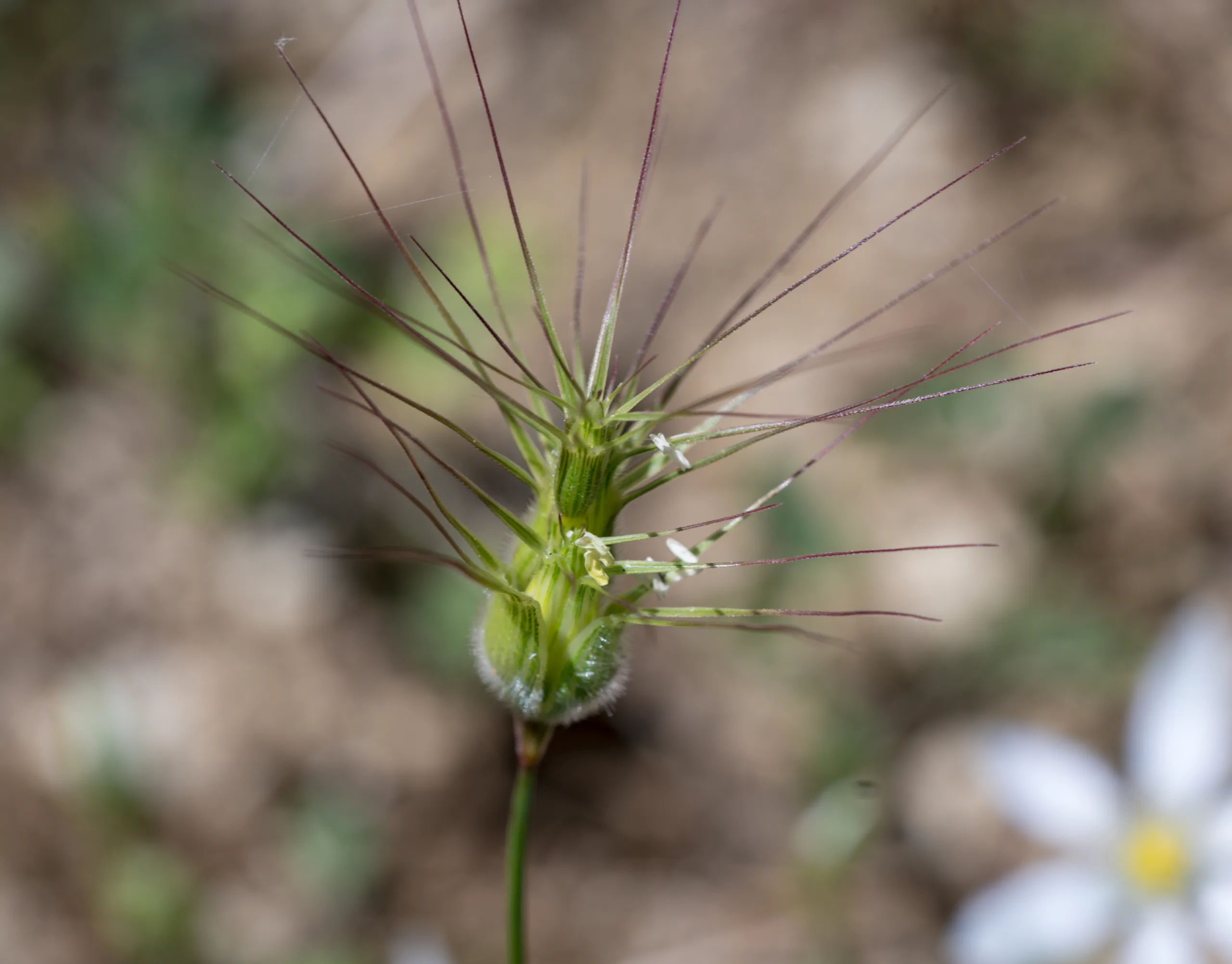 Aegilops neglecta