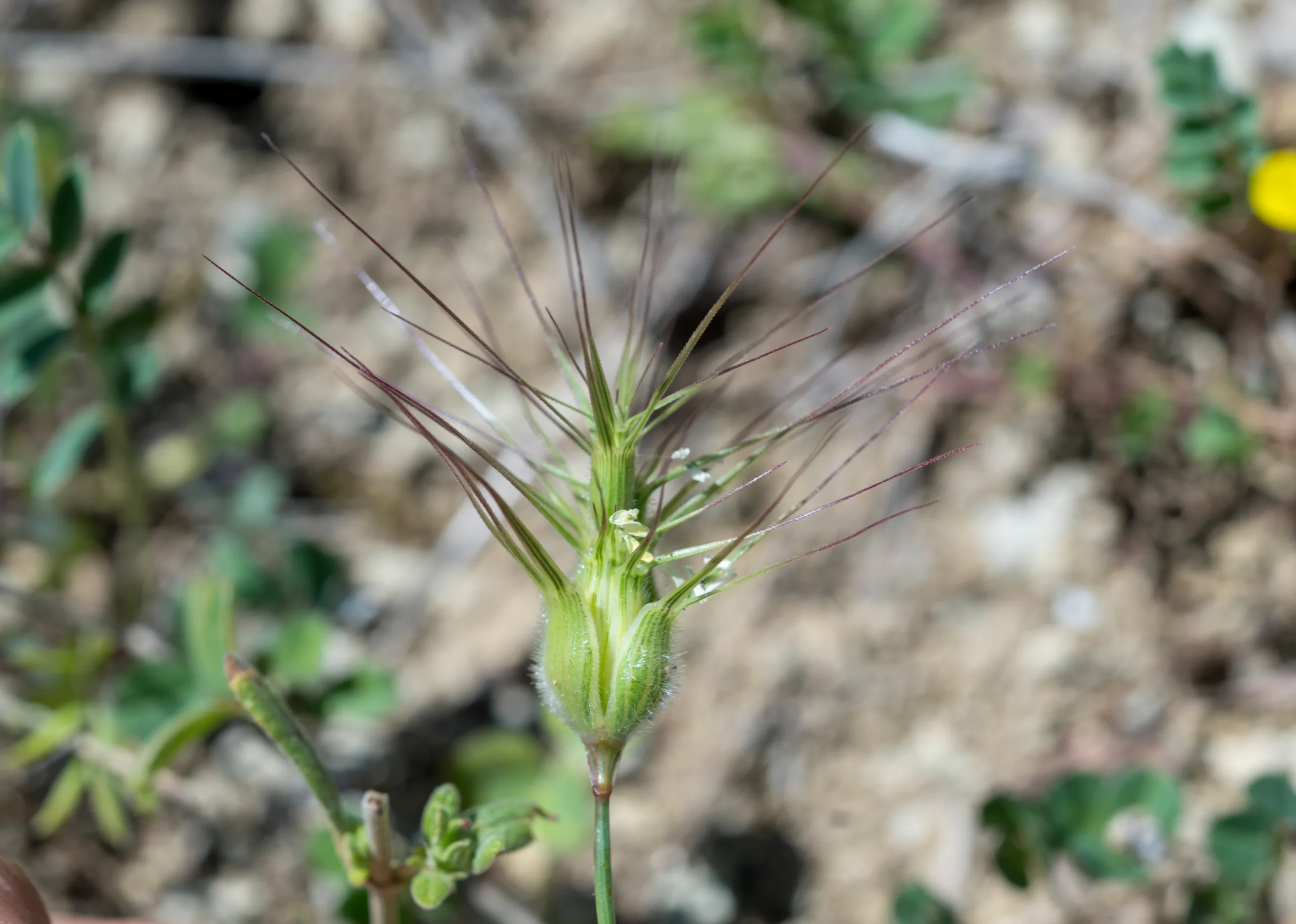 Aegilops neglecta