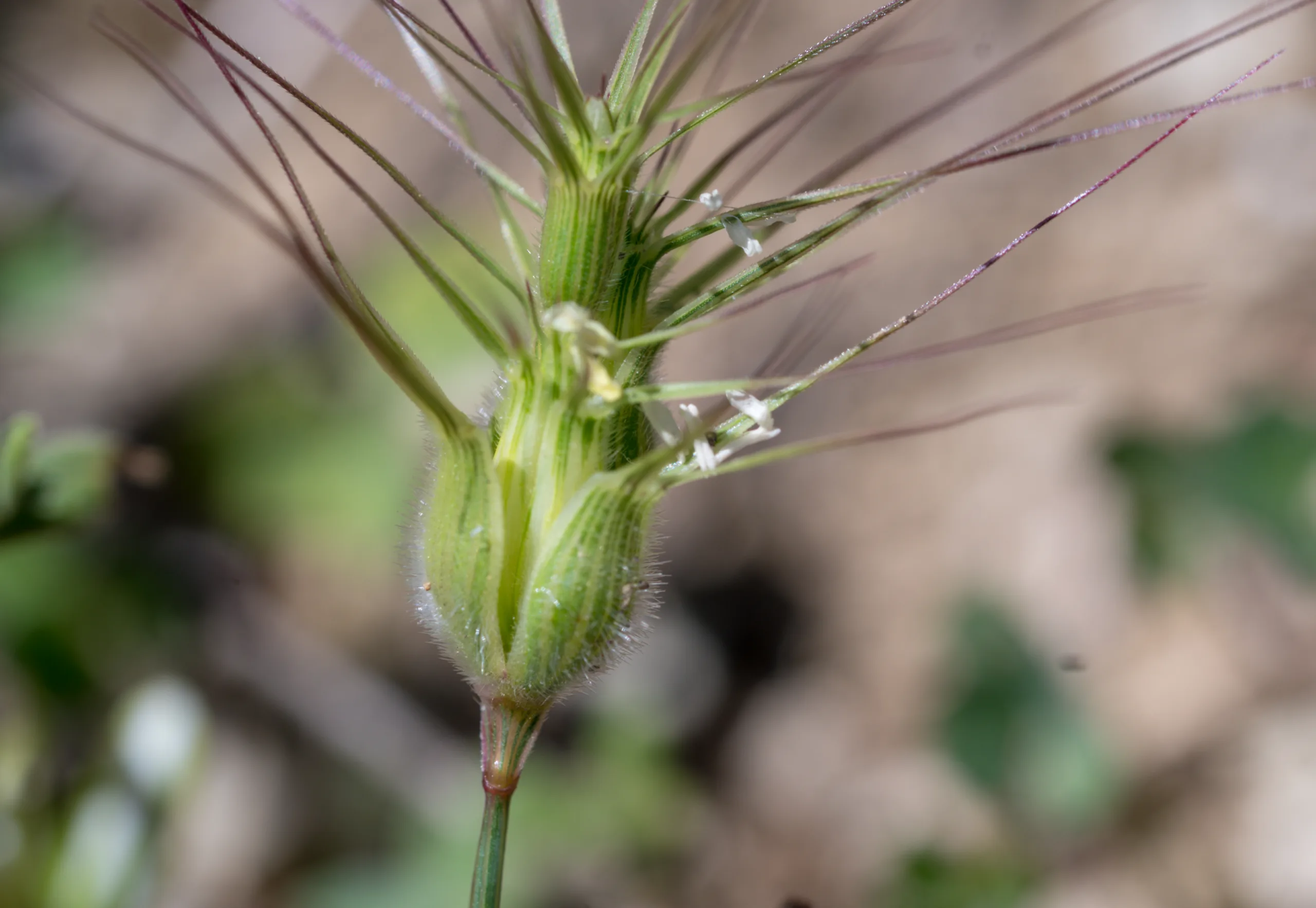 Aegilops neglecta