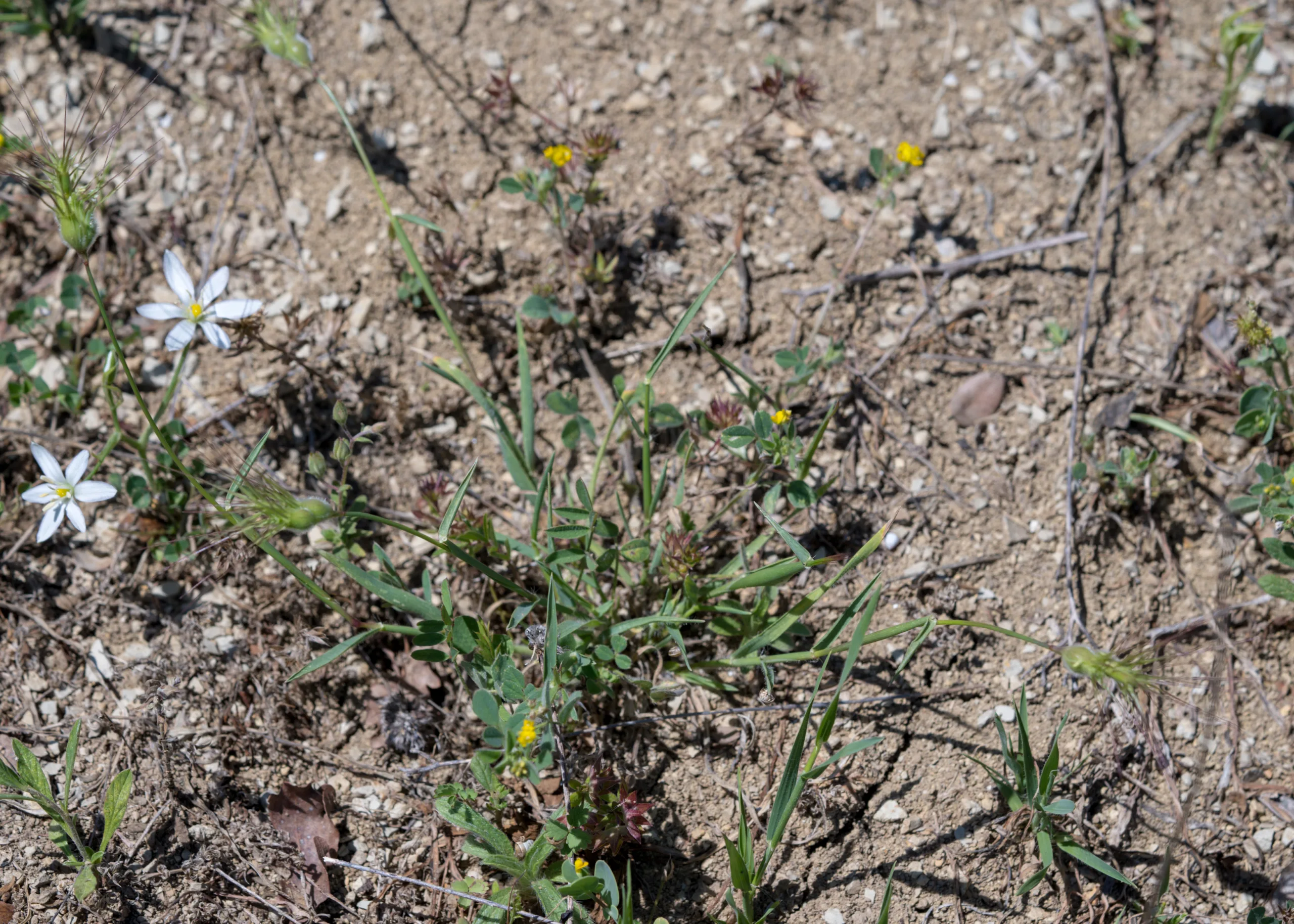 Aegilops neglecta