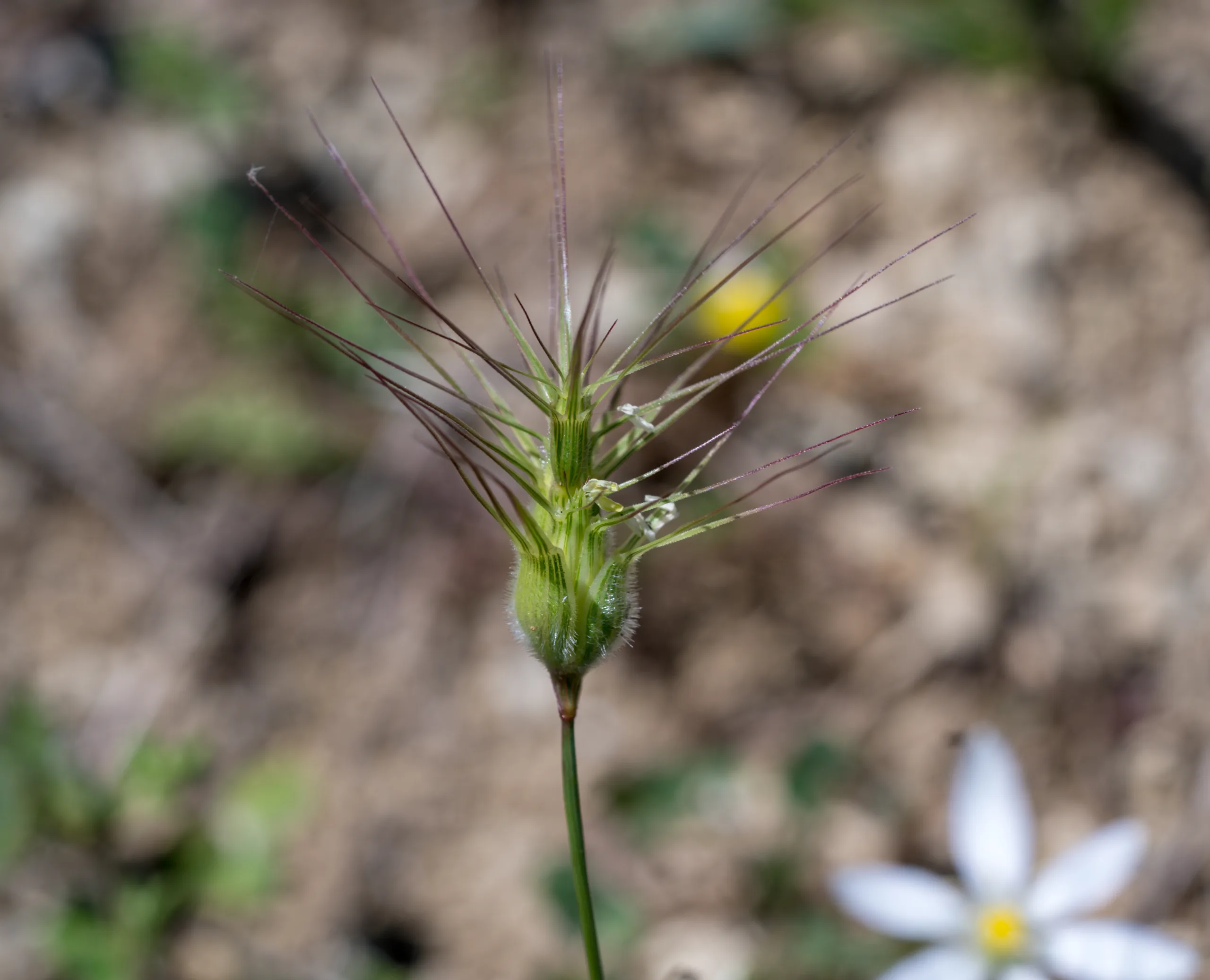 Aegilops neglecta