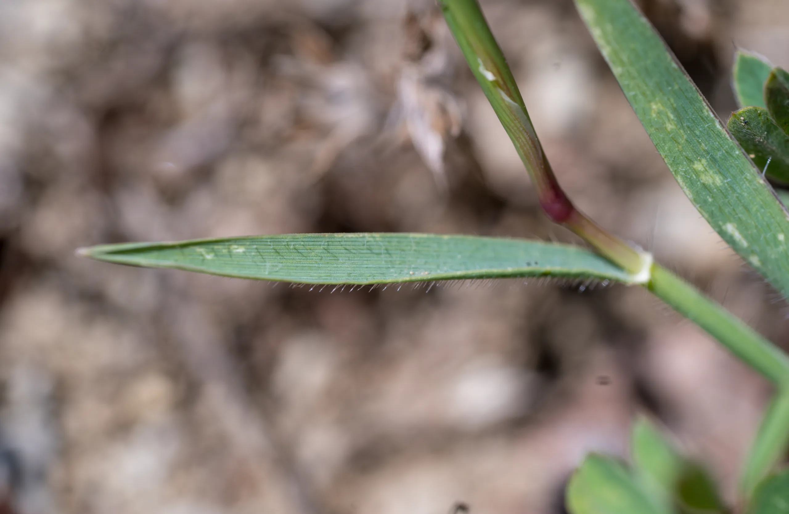 Aegilops neglecta