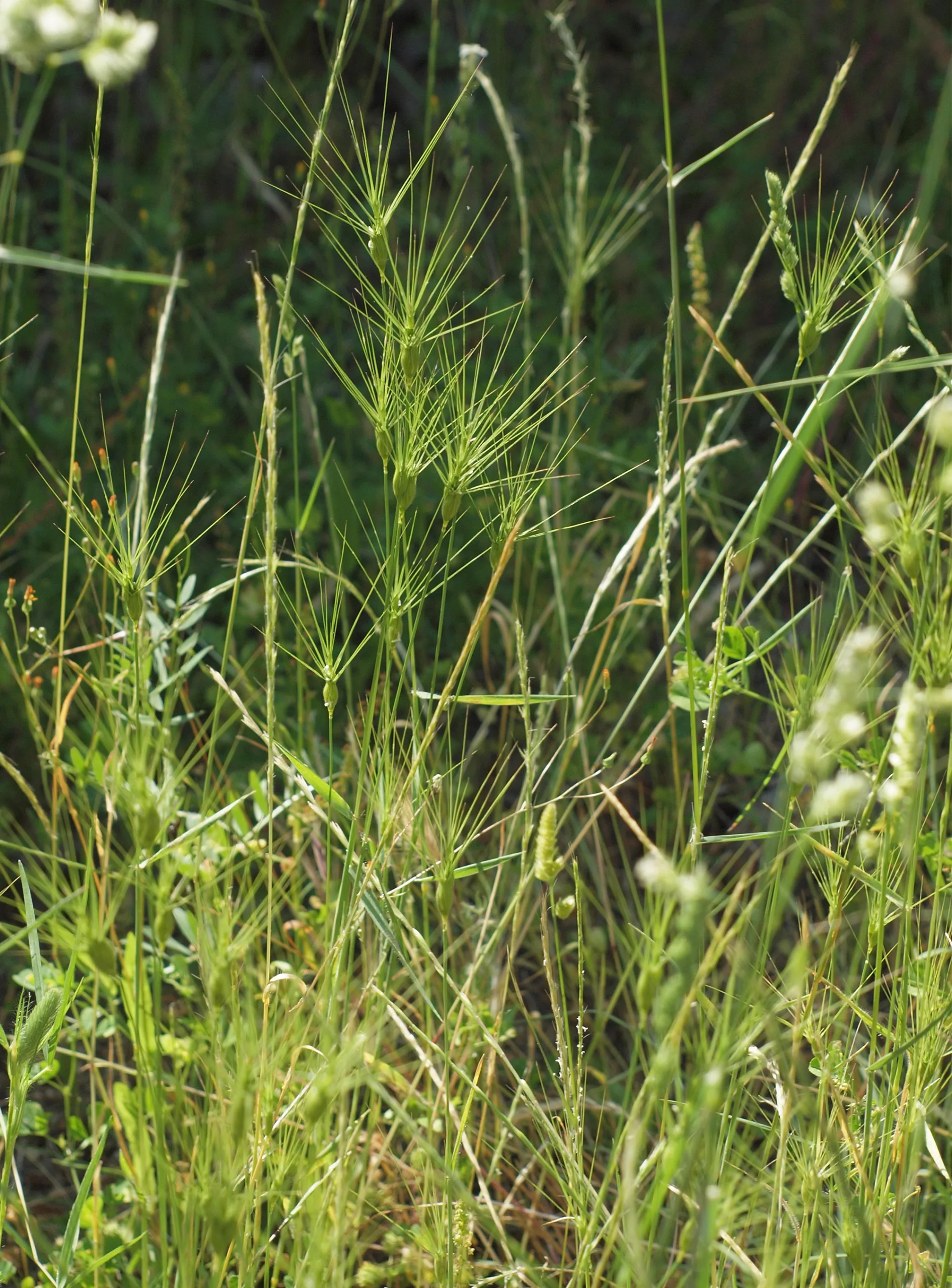 Aegilops neglecta