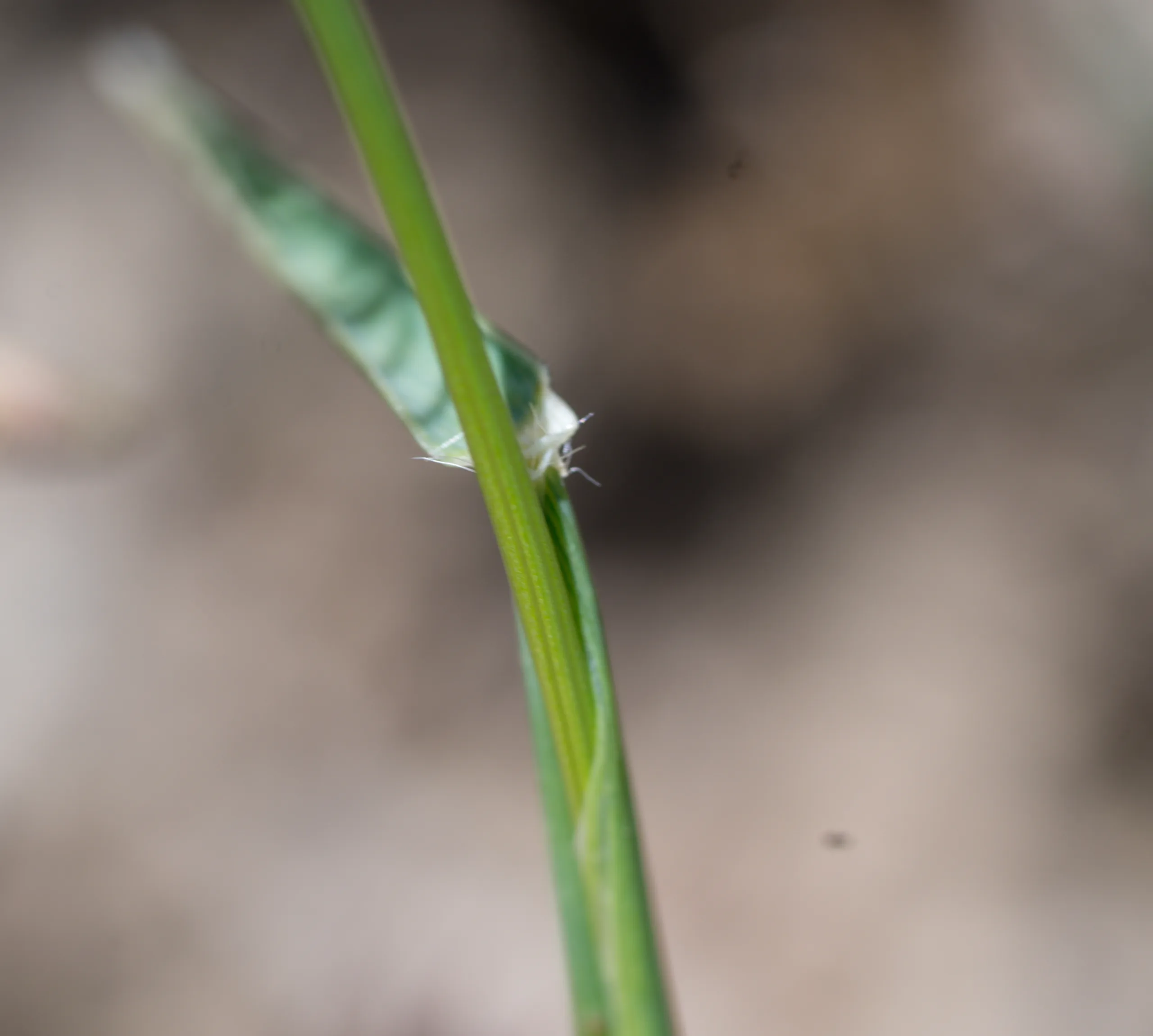 Aegilops neglecta