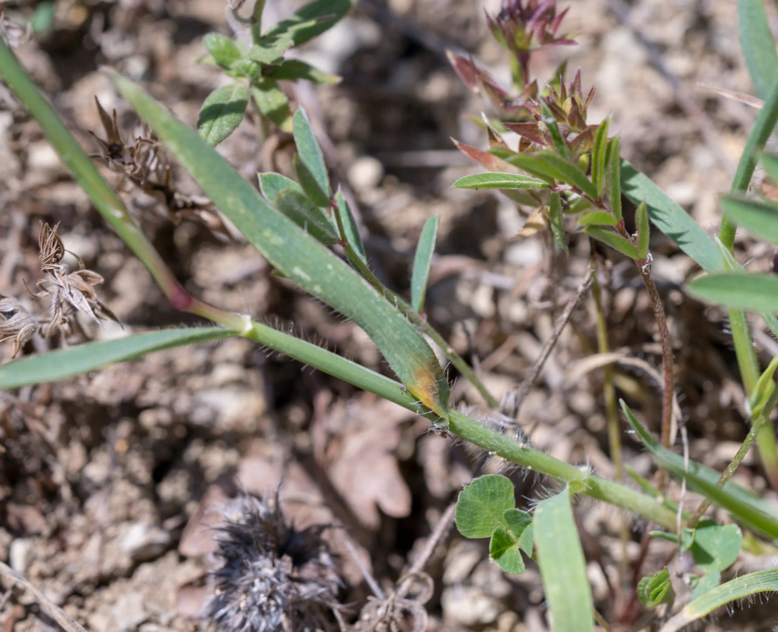 Aegilops neglecta