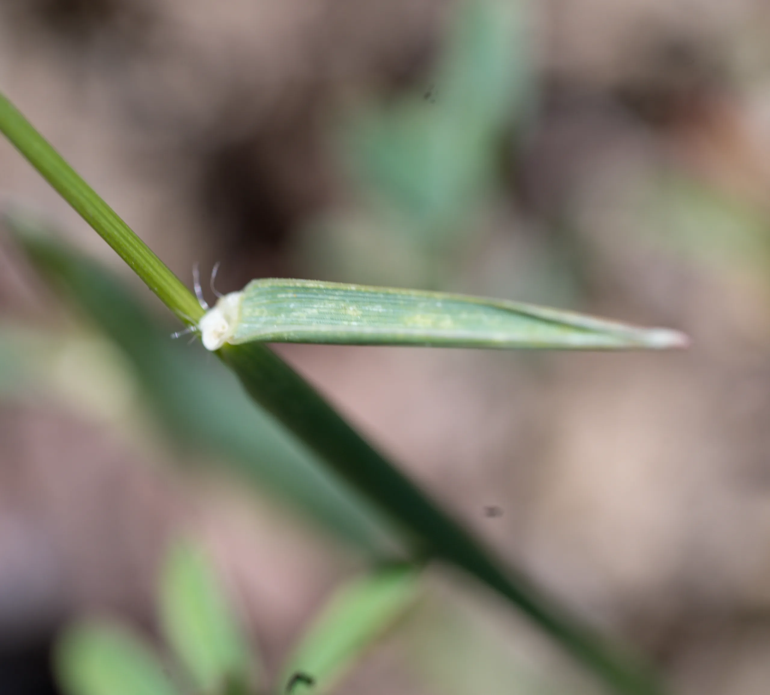Aegilops neglecta