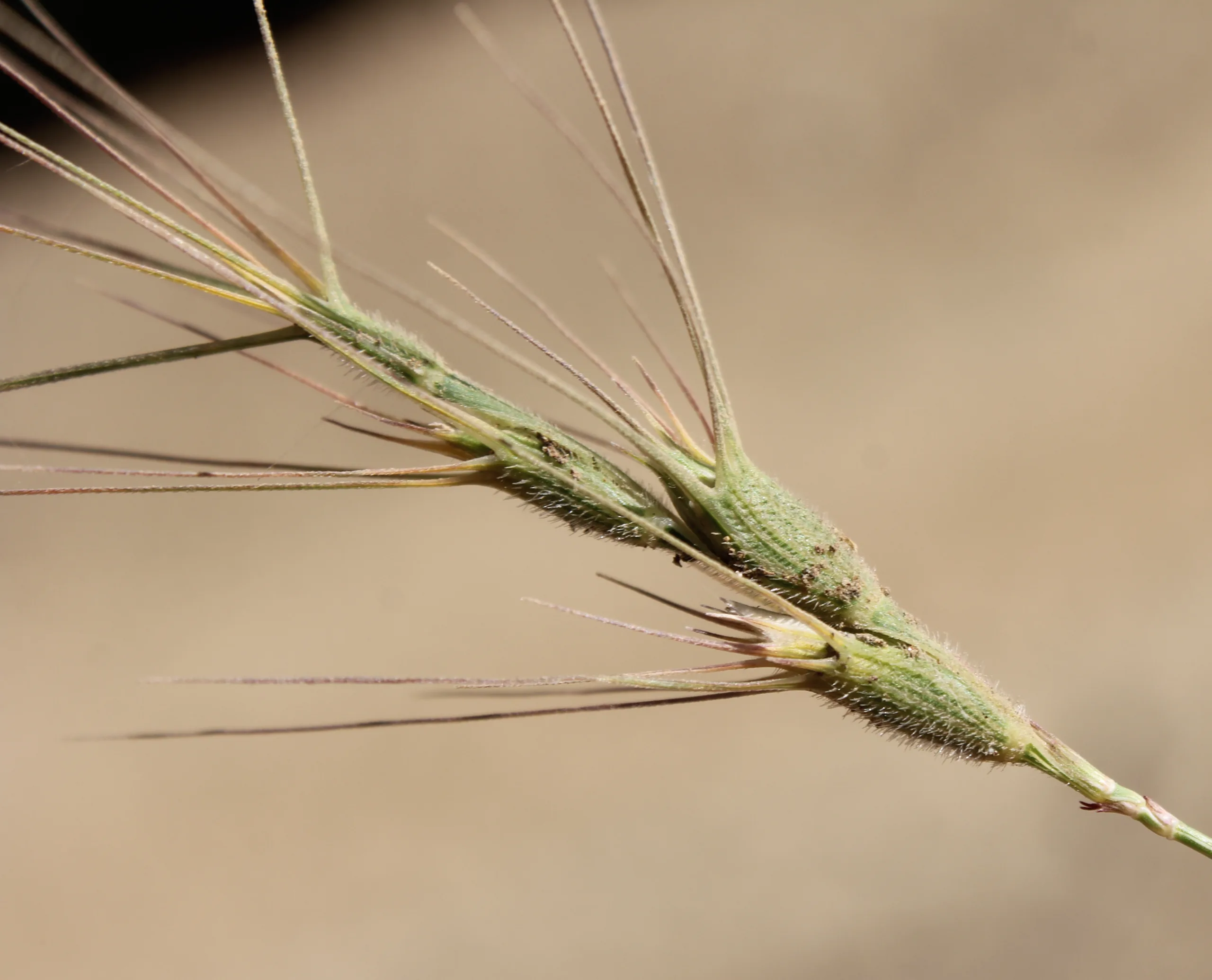 Aegilops triuncialis