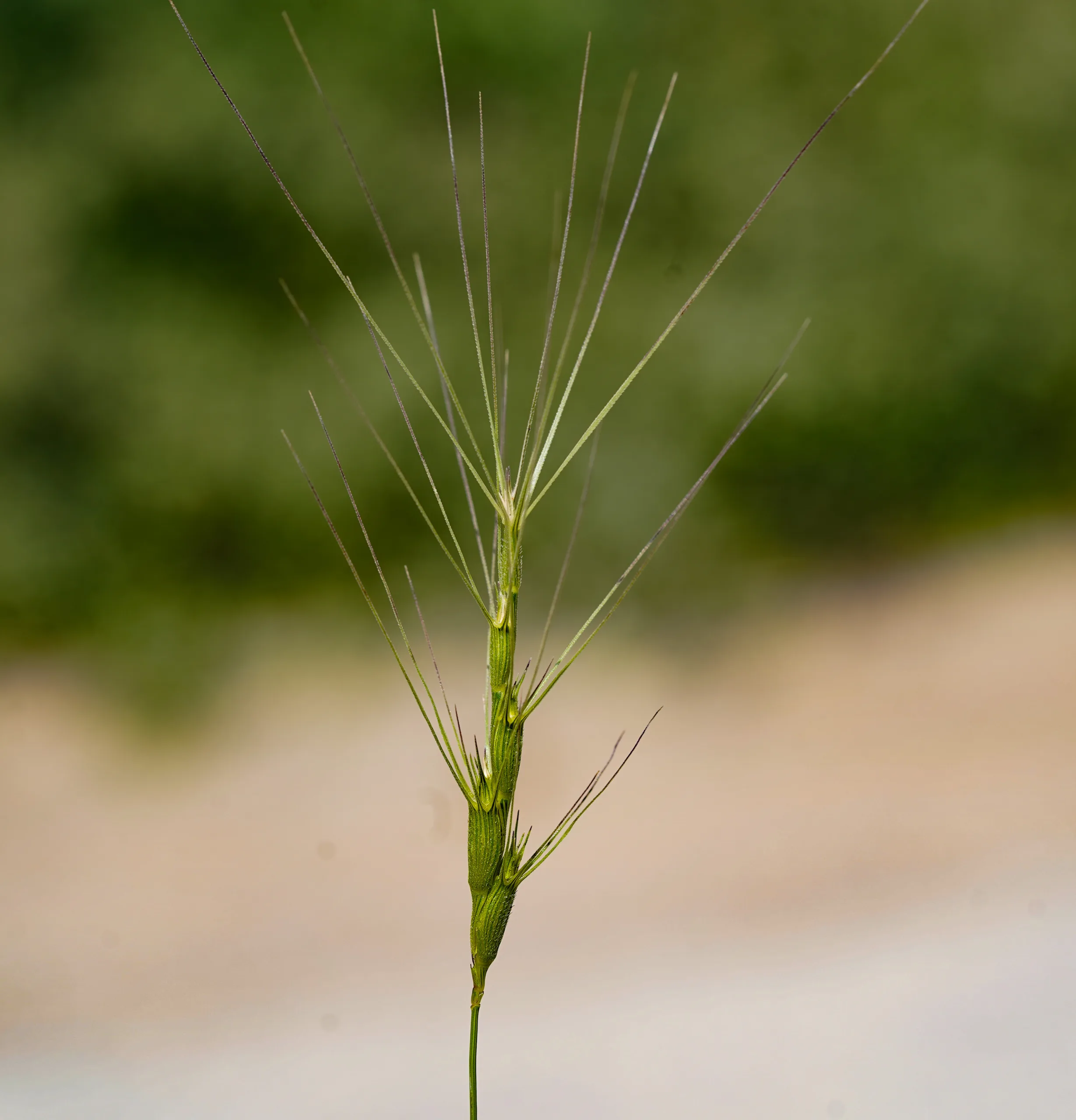 Aegilops triuncialis (Üçkılçık)