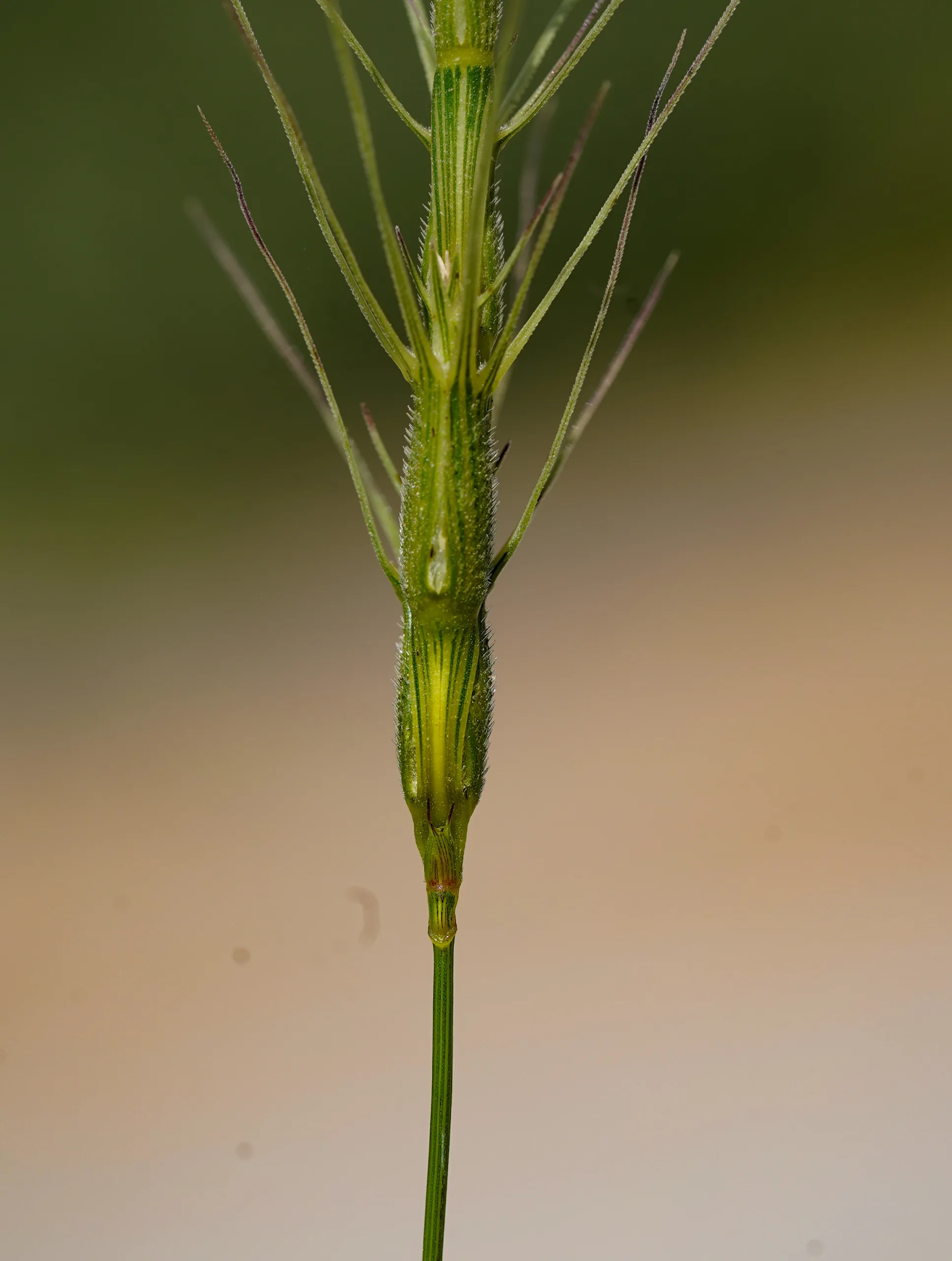 Aegilops triuncialis