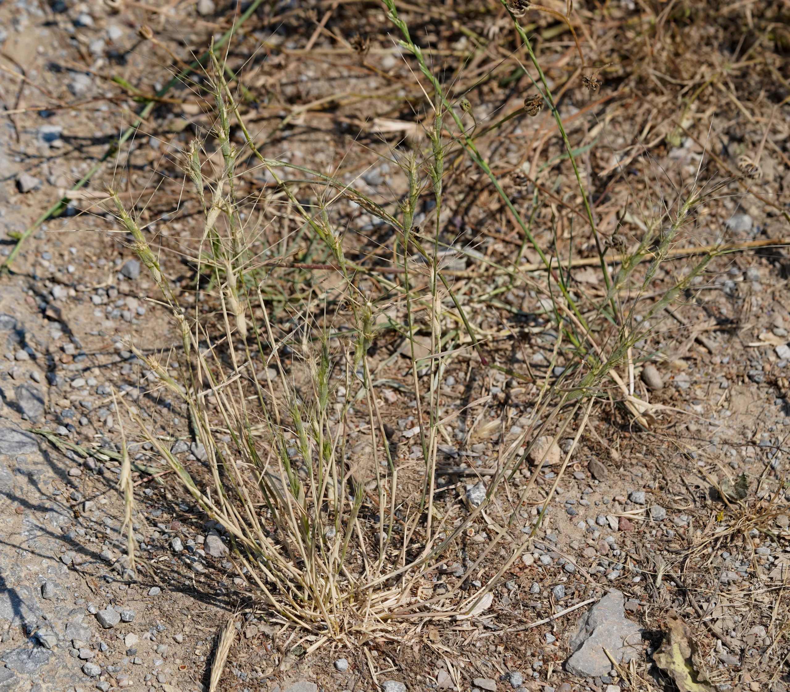 Aegilops triuncialis