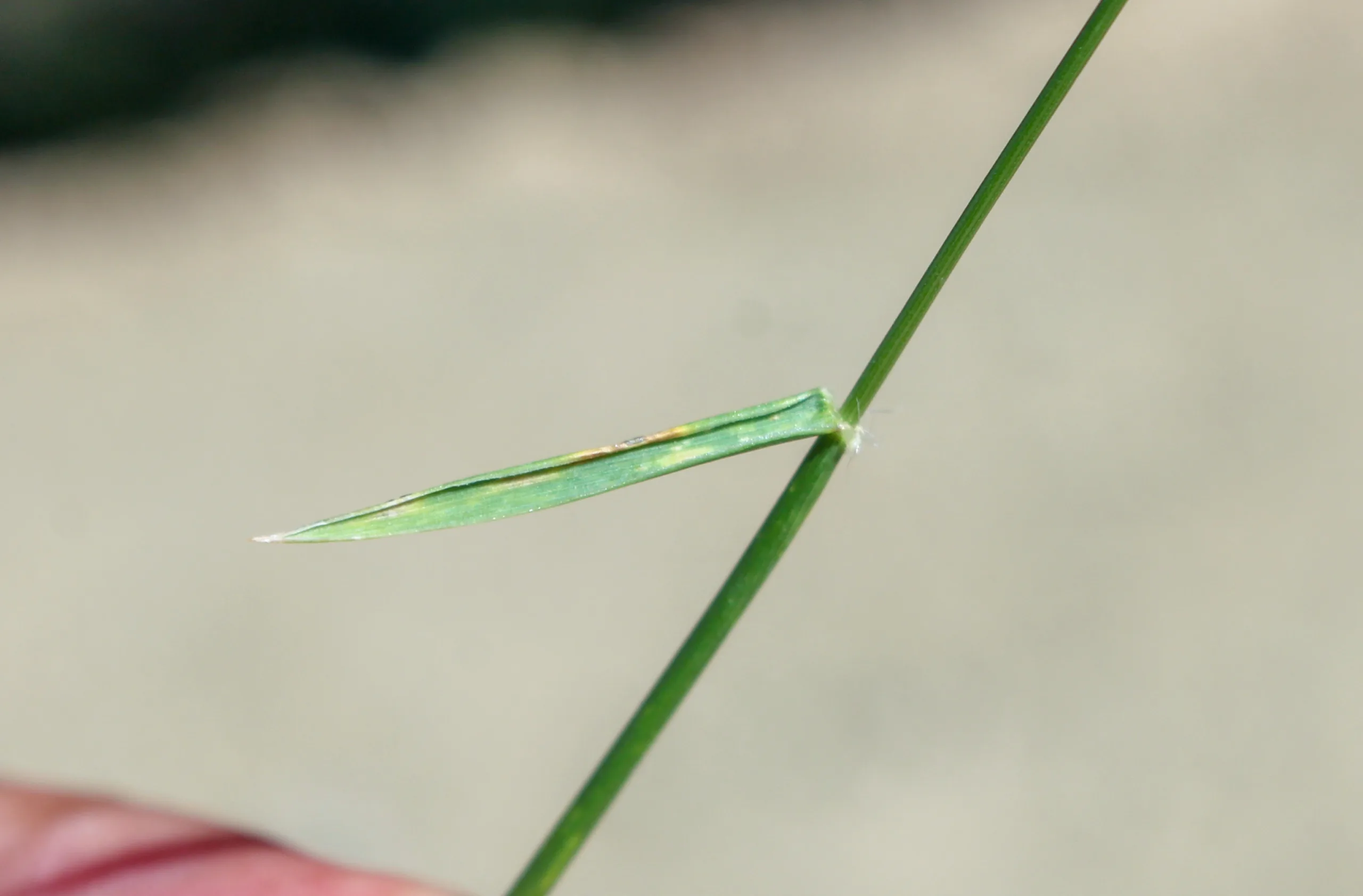 Aegilops triuncialis