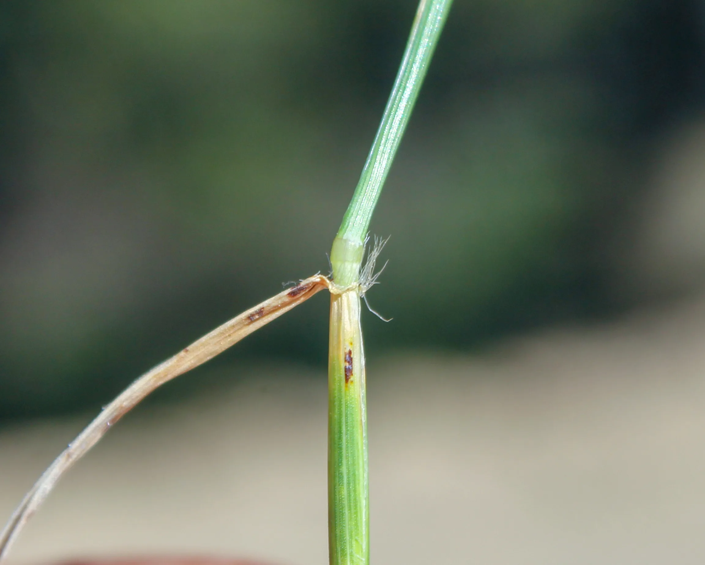 Aegilops triuncialis