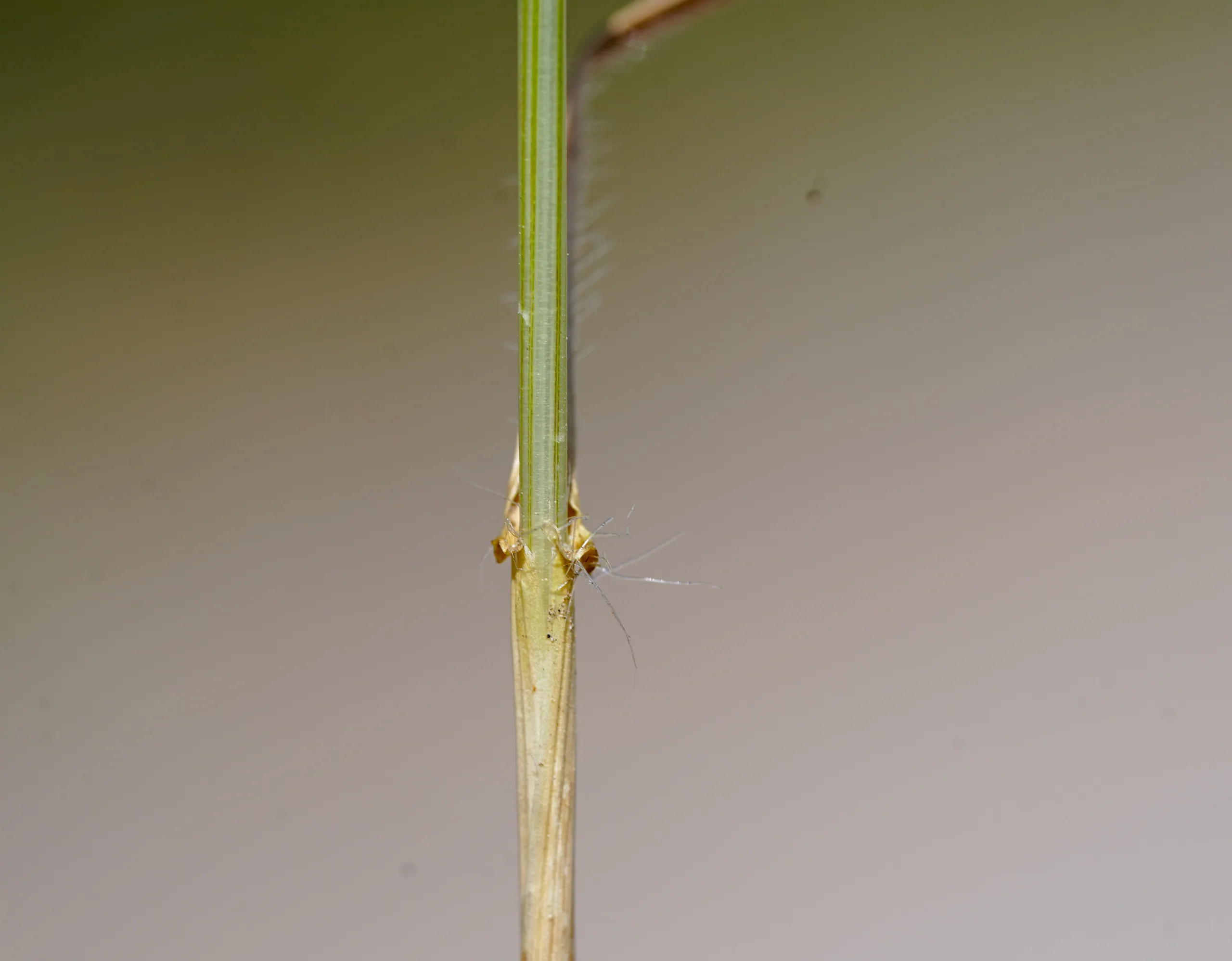 Aegilops triuncialis