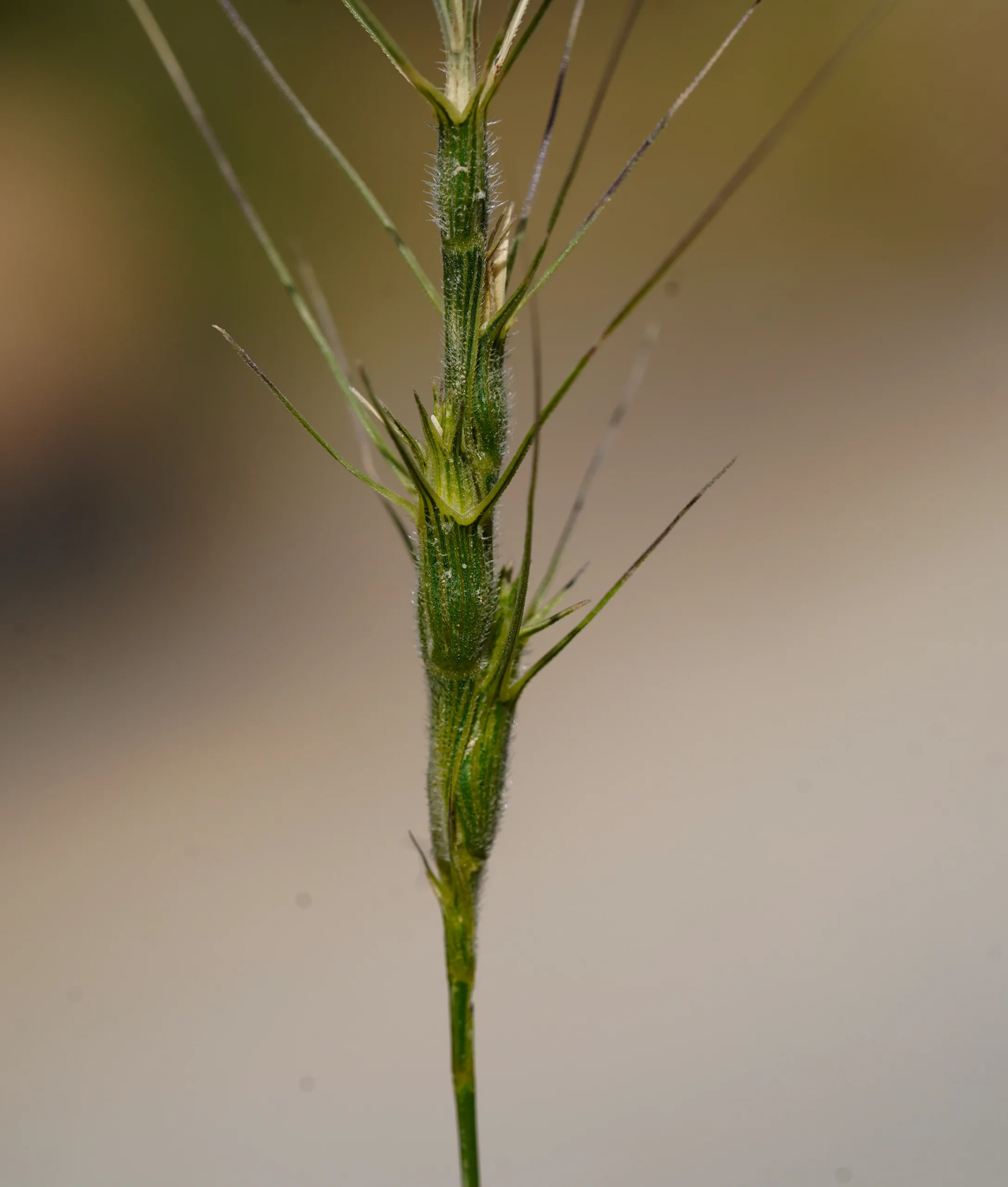 Aegilops triuncialis
