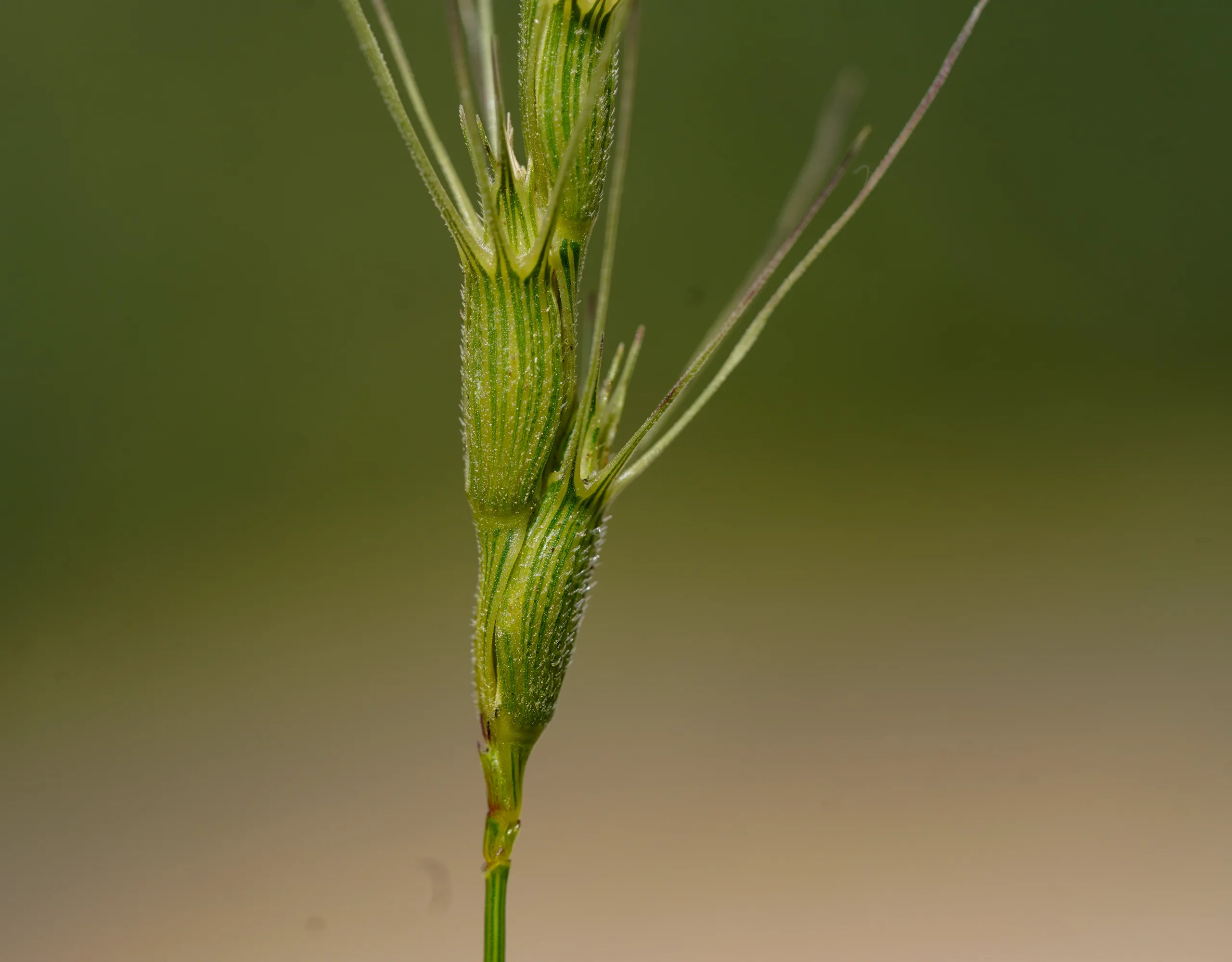 Aegilops triuncialis