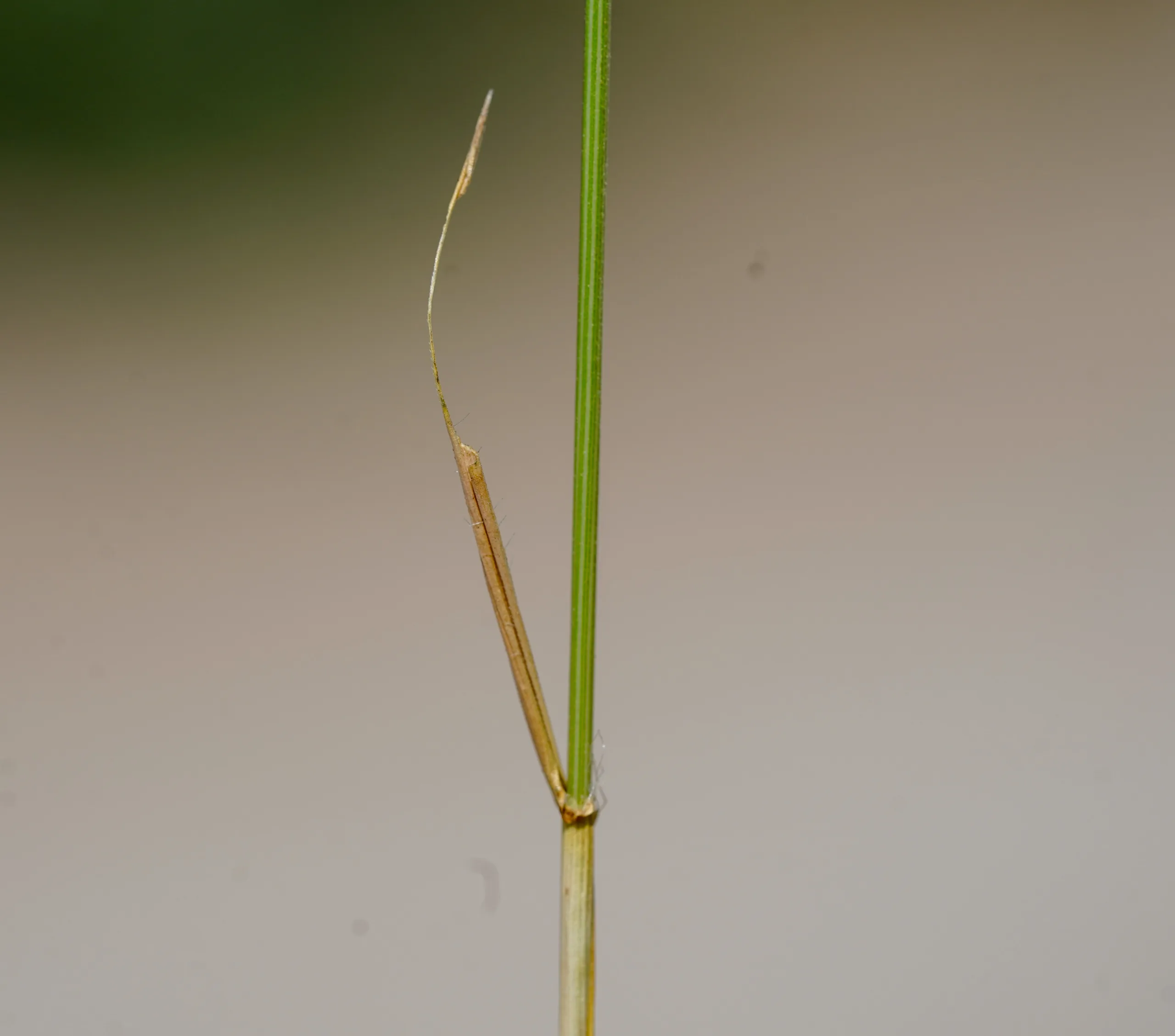Aegilops triuncialis