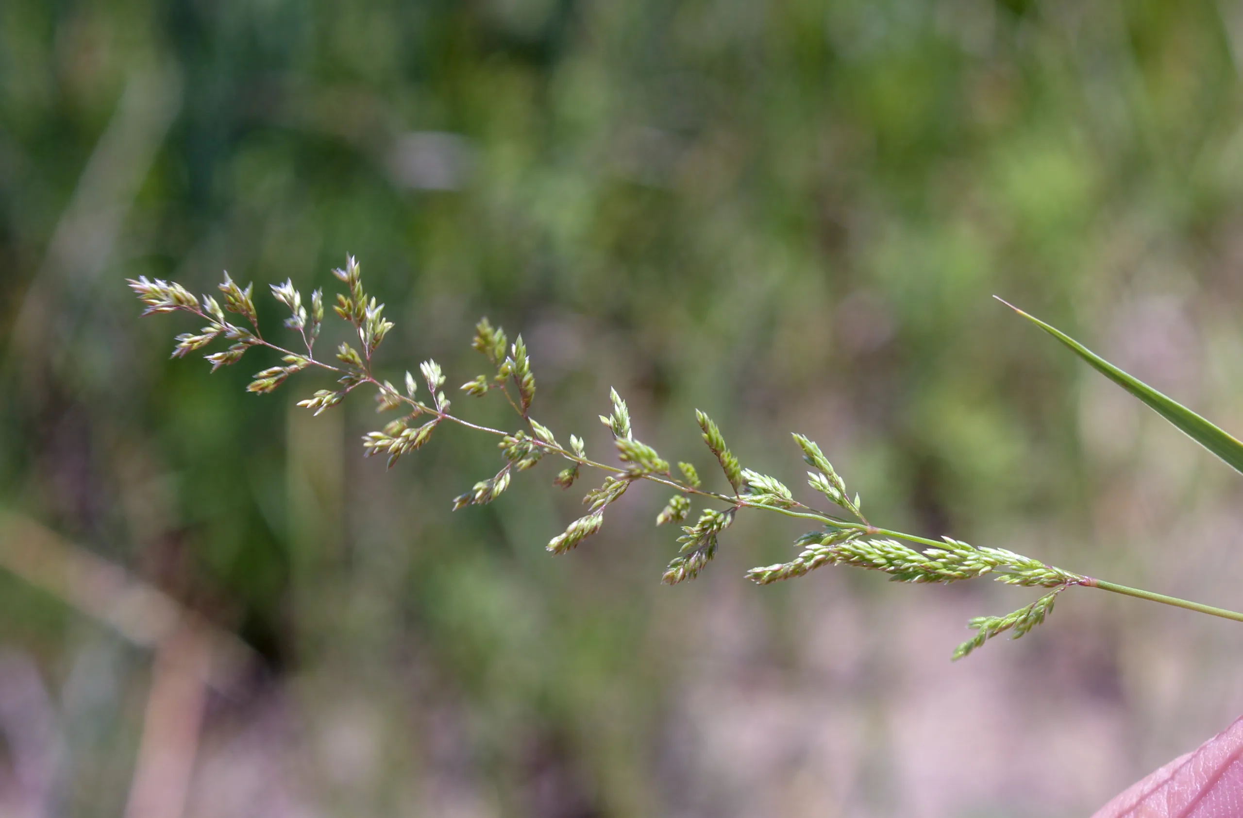 Agrostis castellana