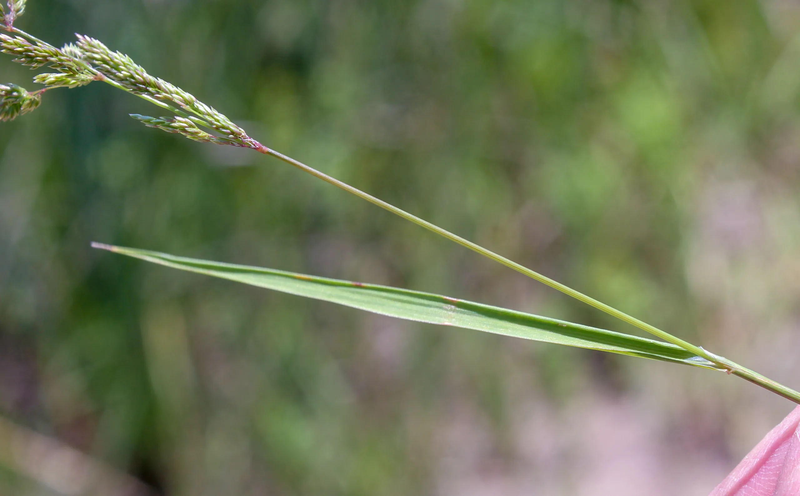 Agrostis castellana