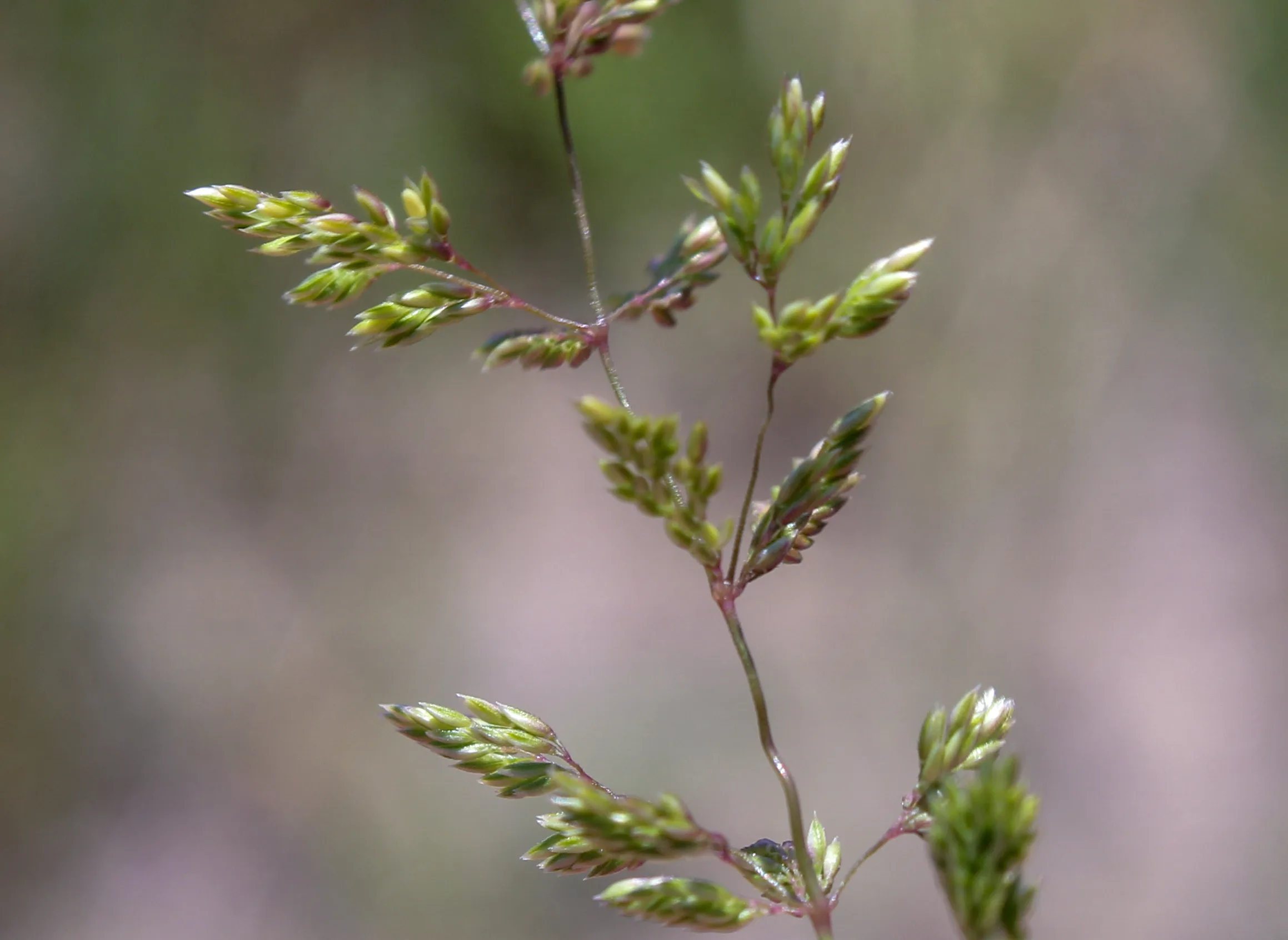 Agrostis castellana