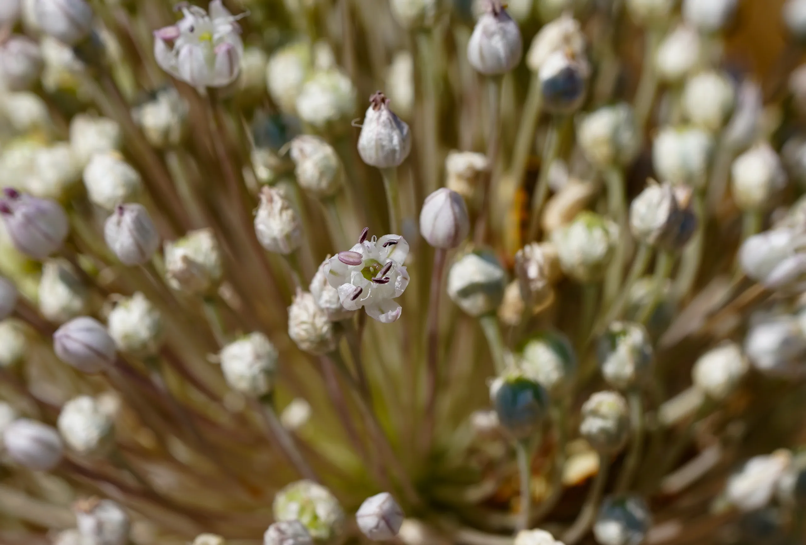Allium porrum