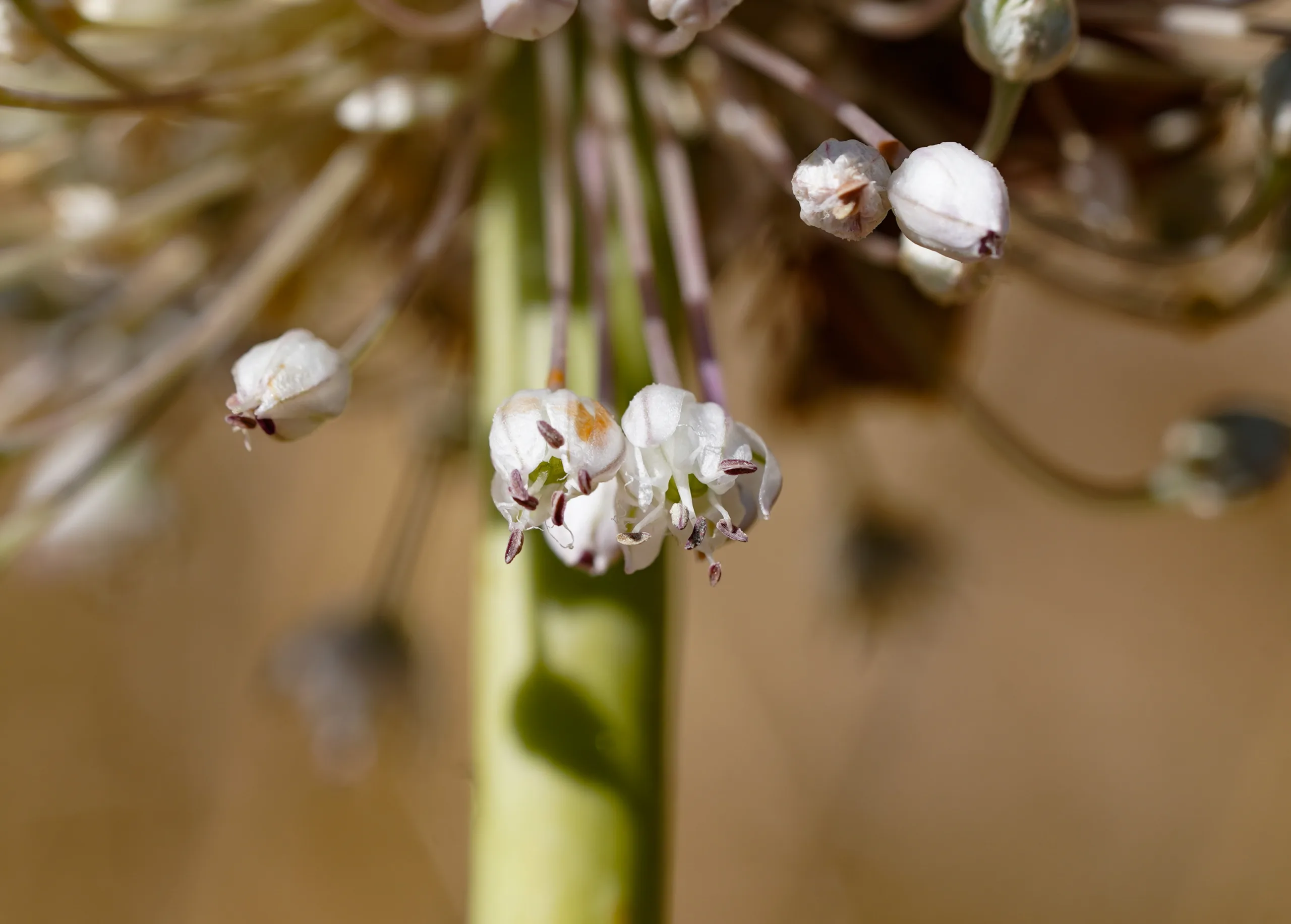 Allium porrum