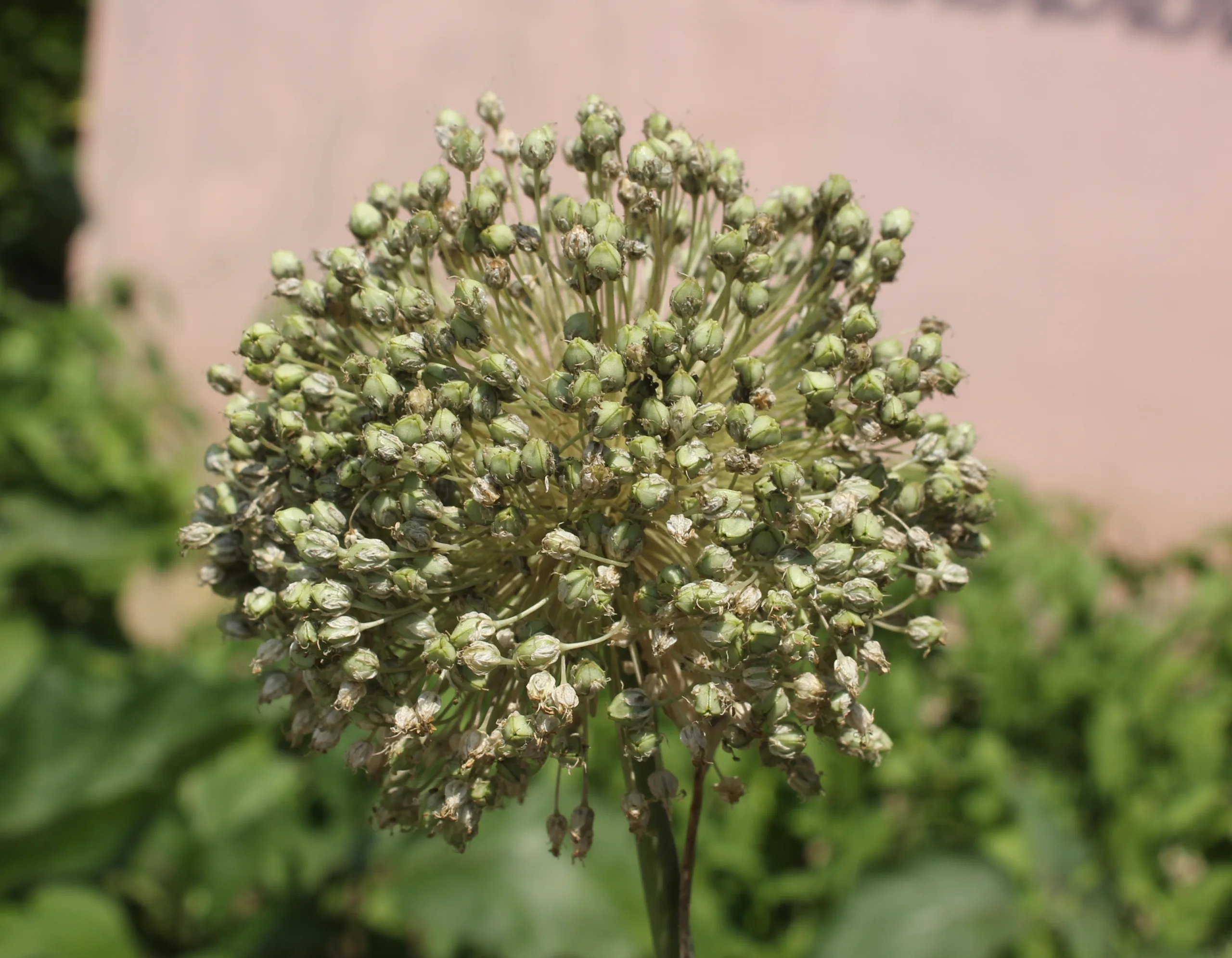 Allium porrum