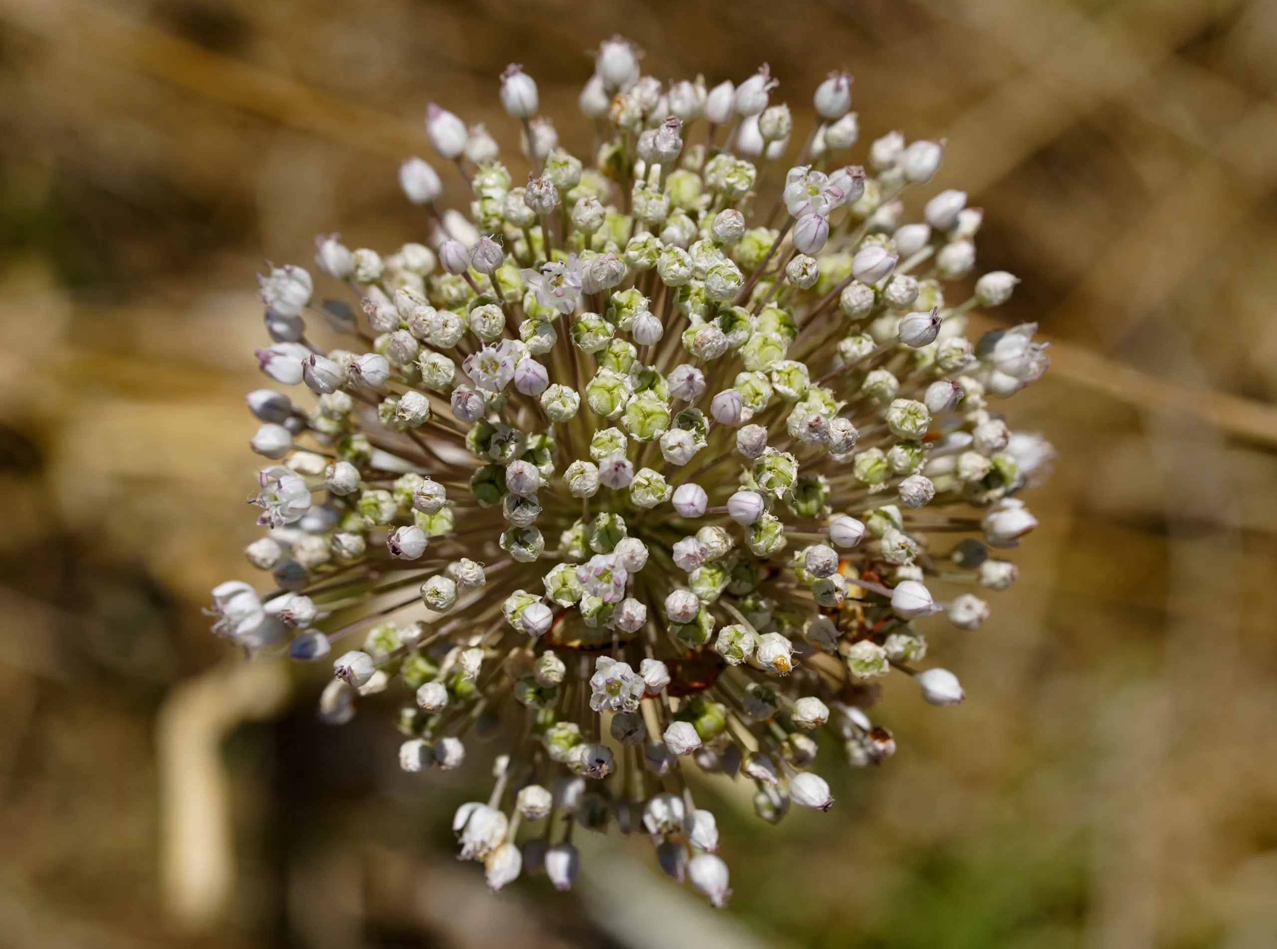 Allium porrum