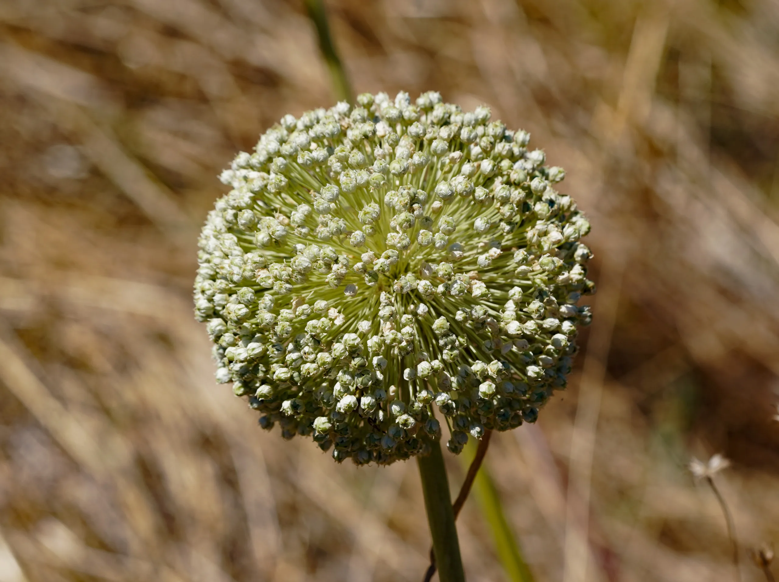 Allium porrum (Pırasa)