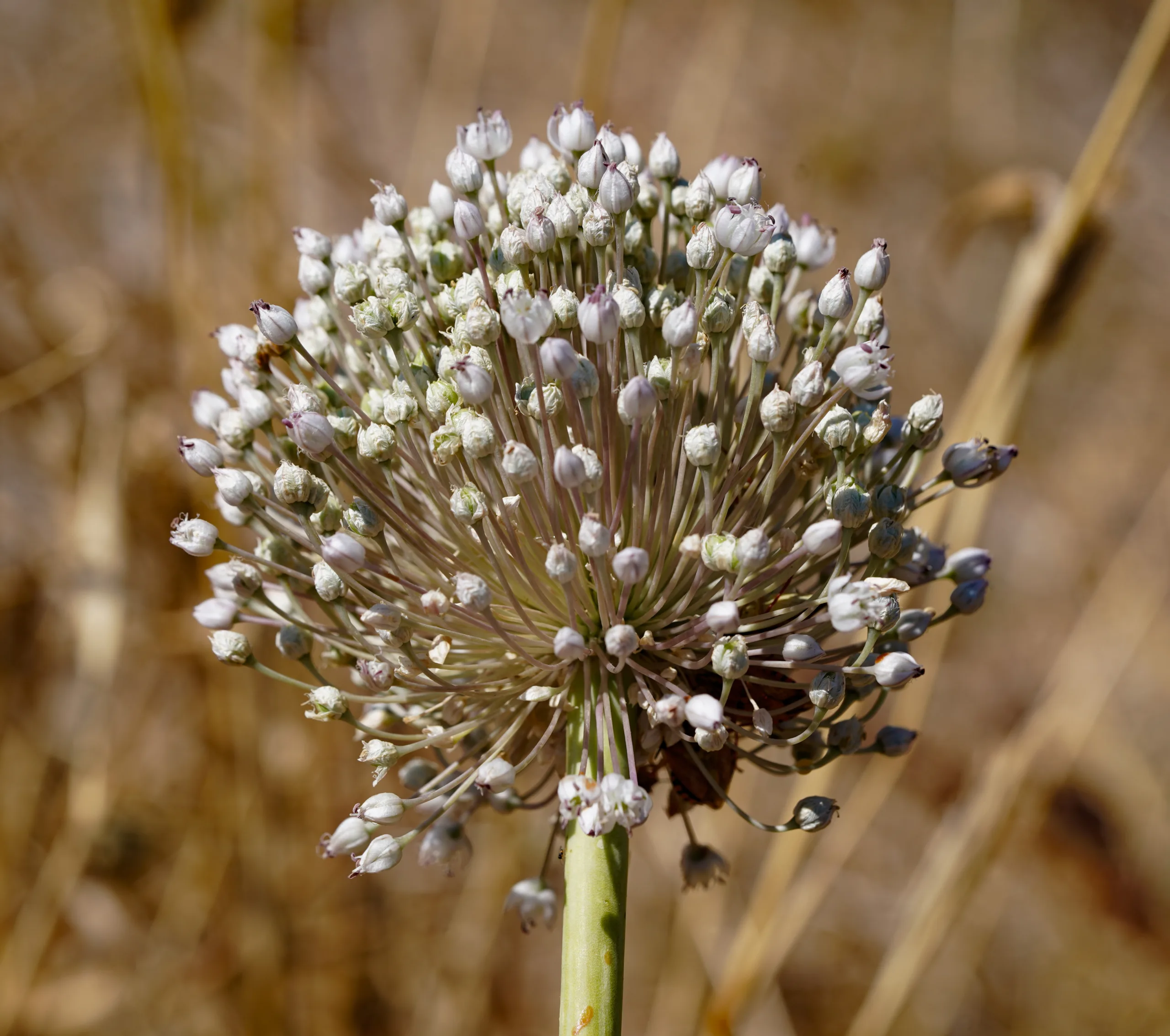 Allium porrum