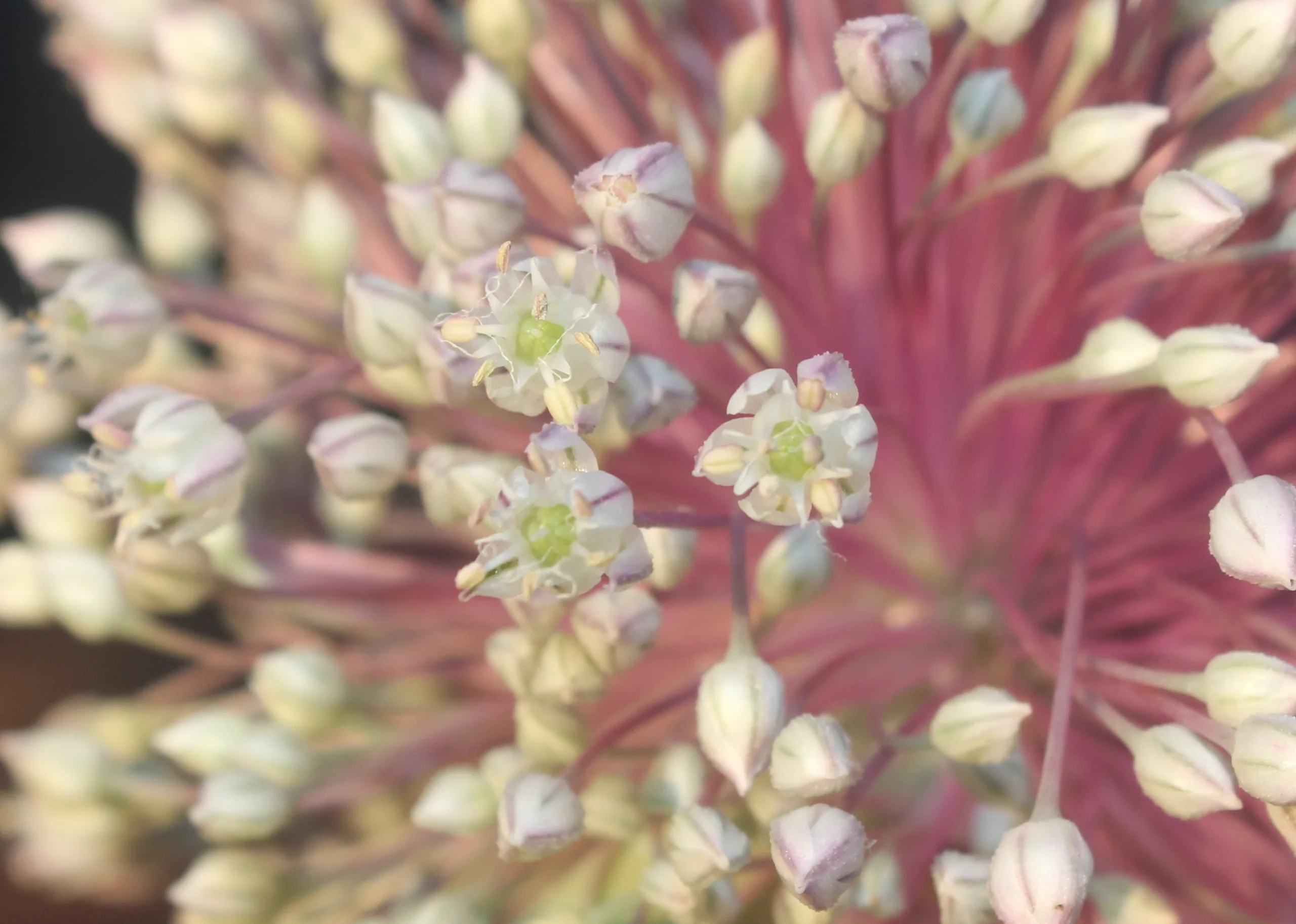Allium sativum