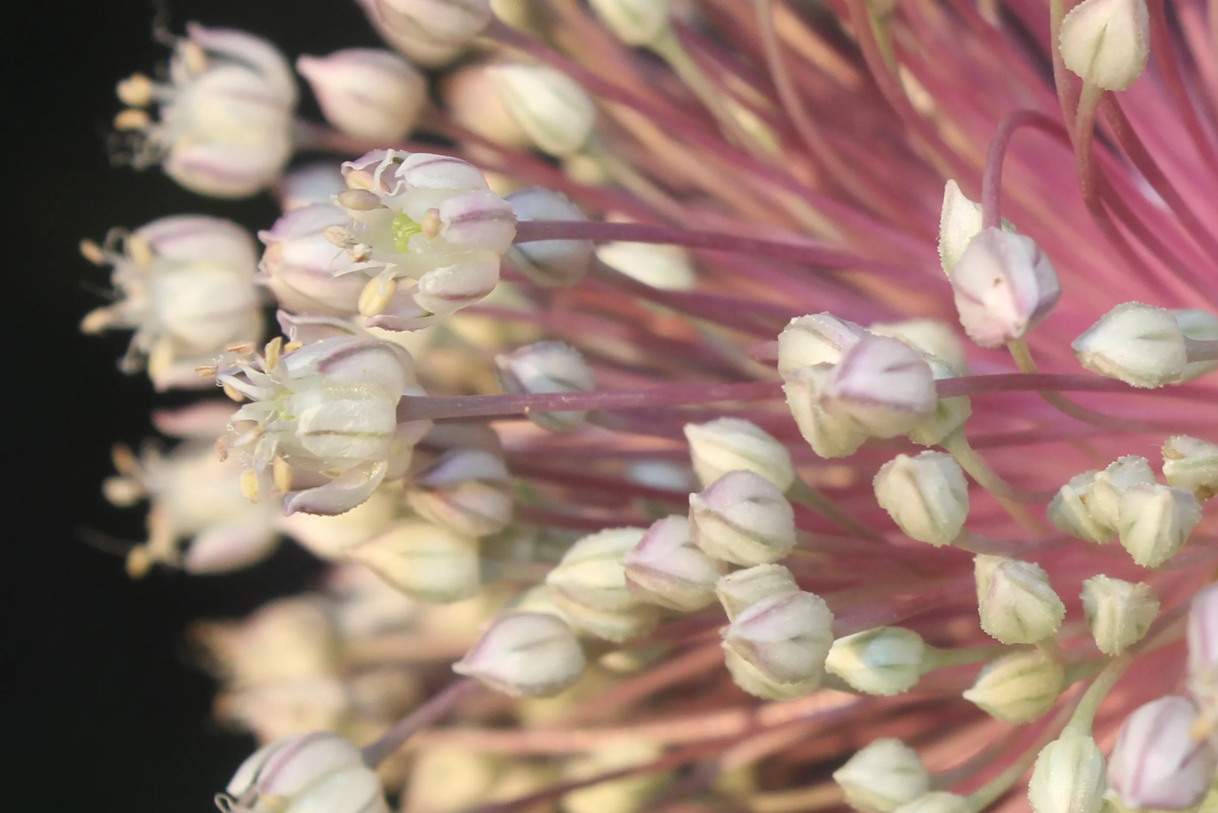 Allium sativum