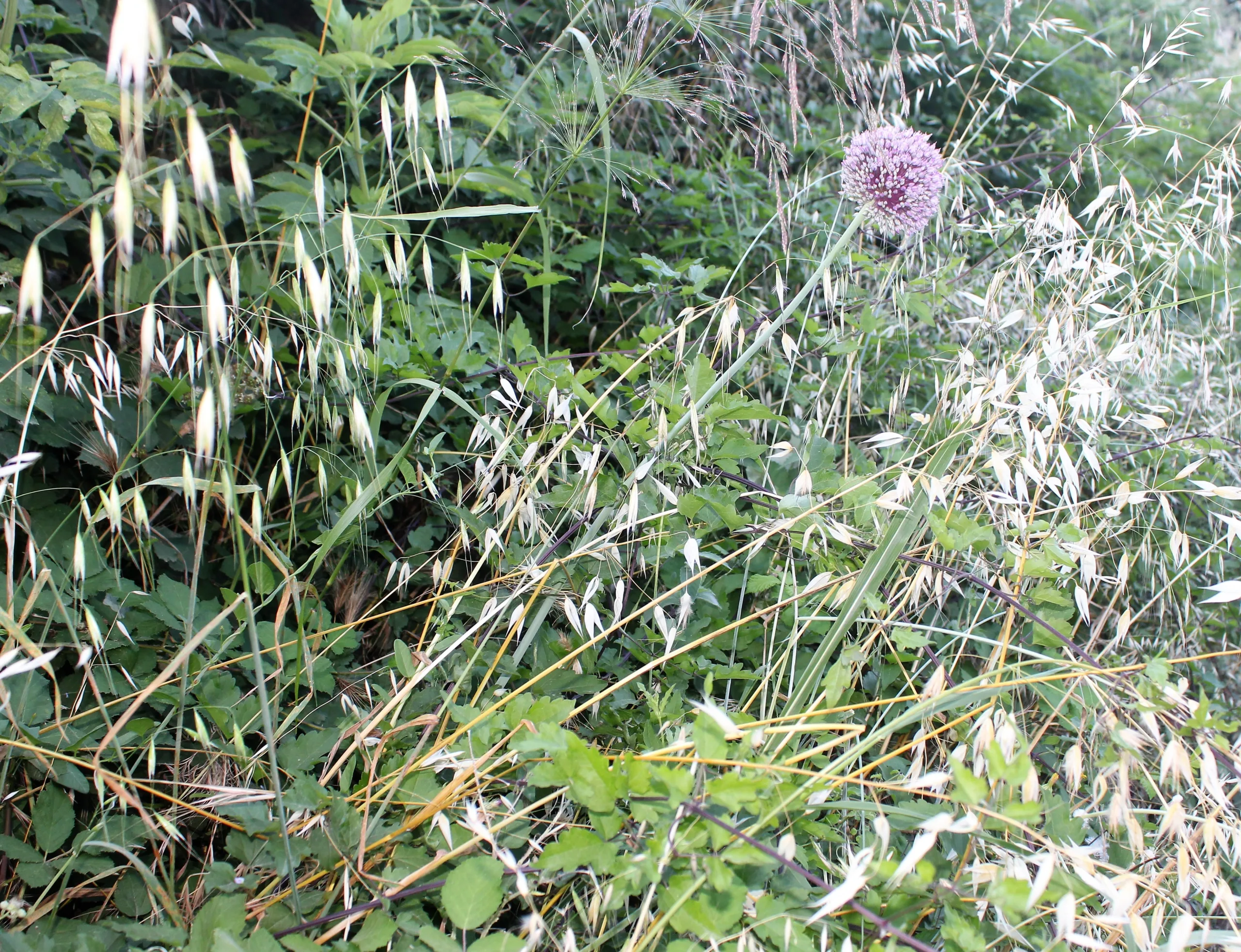 Allium sativum