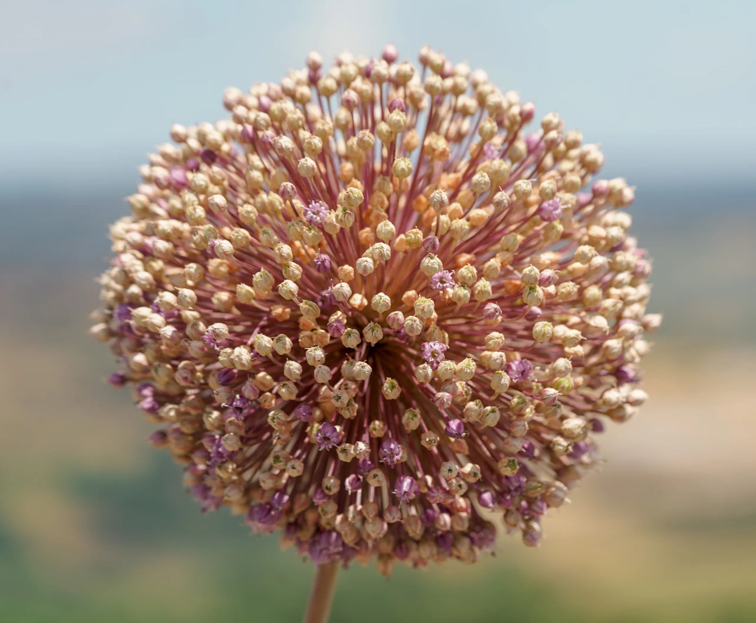 Allium sativum