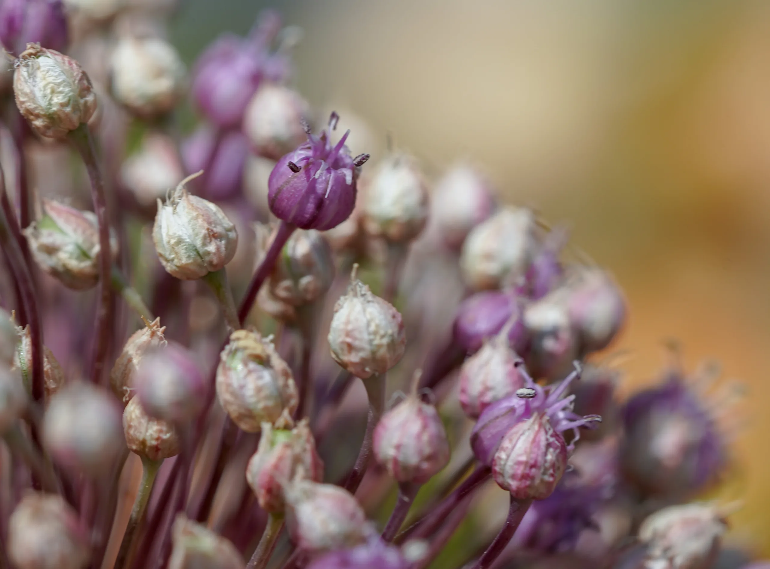 Allium sativum
