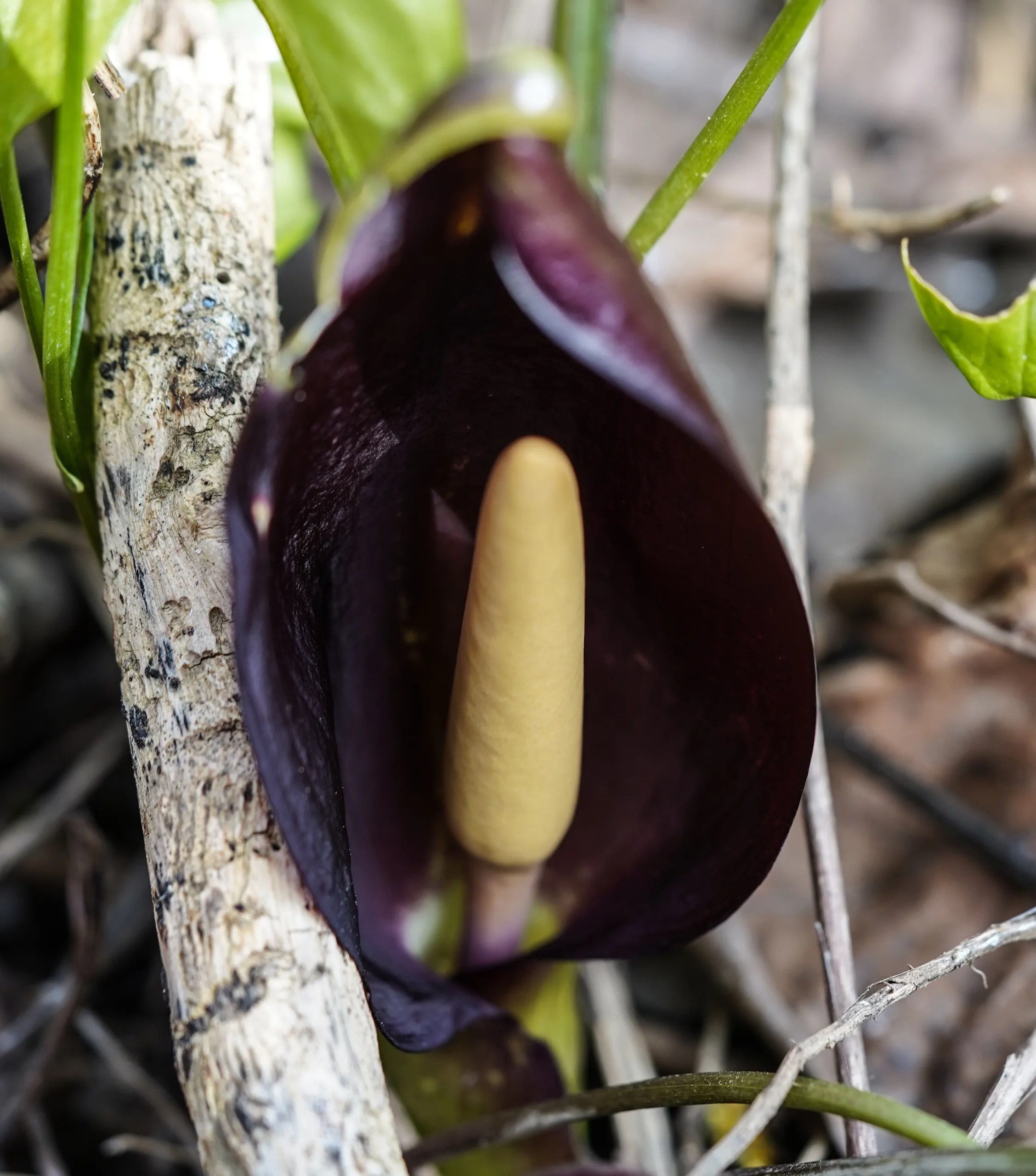 Arum maculatum