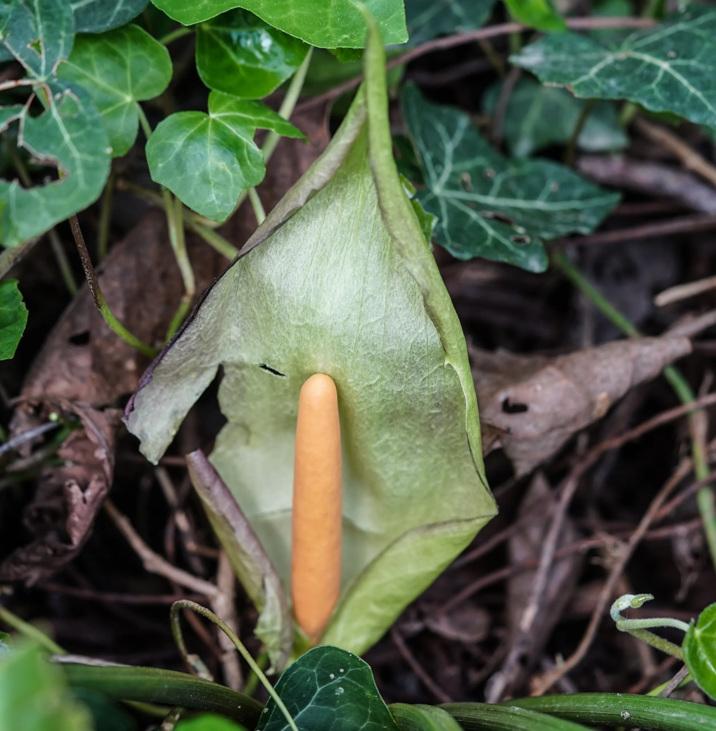 Arum maculatum (Yılanyastığı)