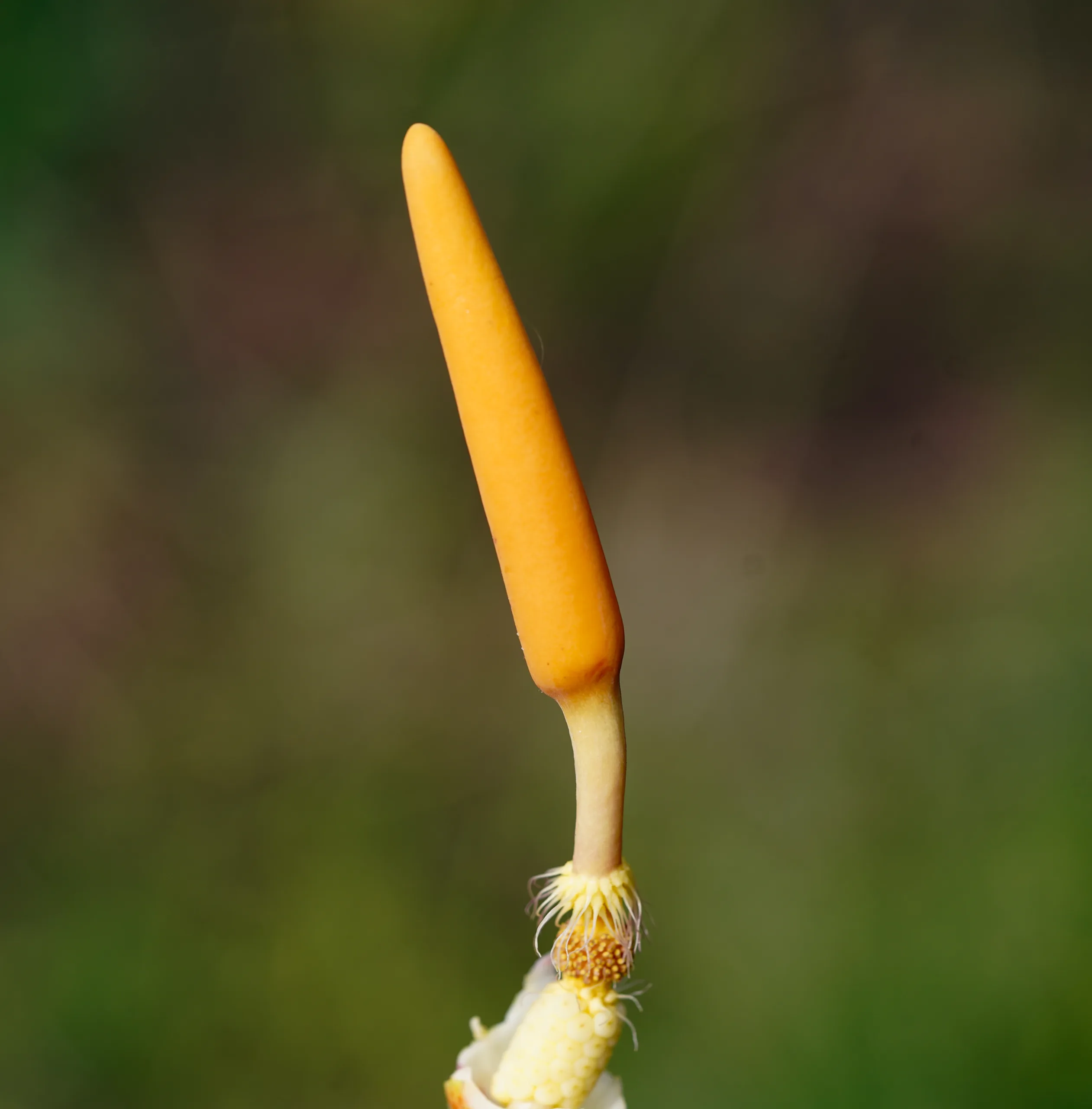 Arum maculatum