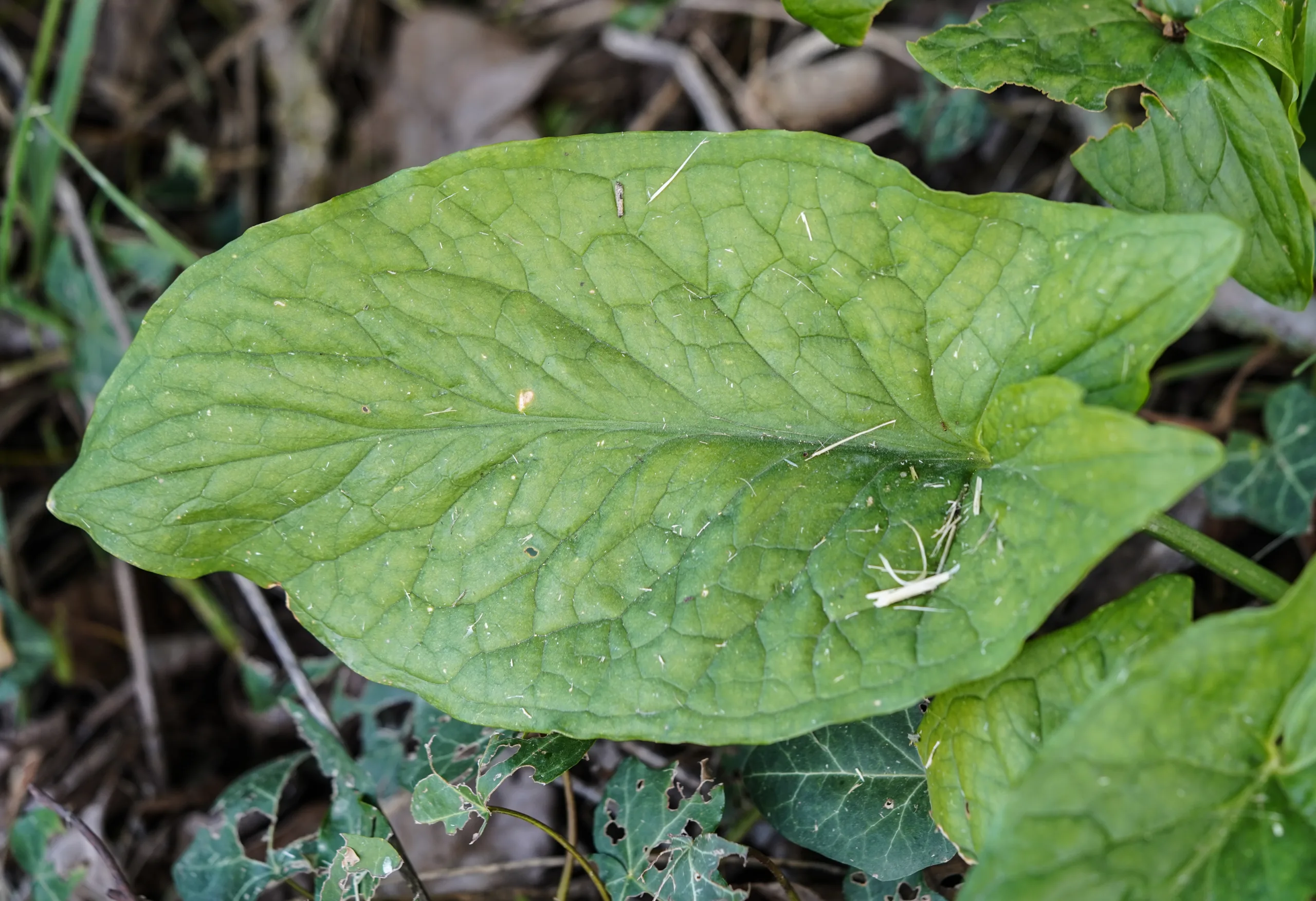 Arum maculatum